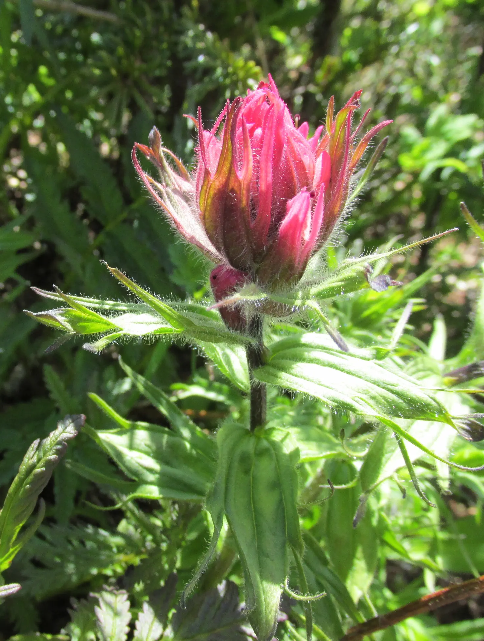 Magenta Paintbrush (Castilleja Parviflora) — This native wildflower prefers full sun to partial shade and blooms from late spring to early summer, image 47