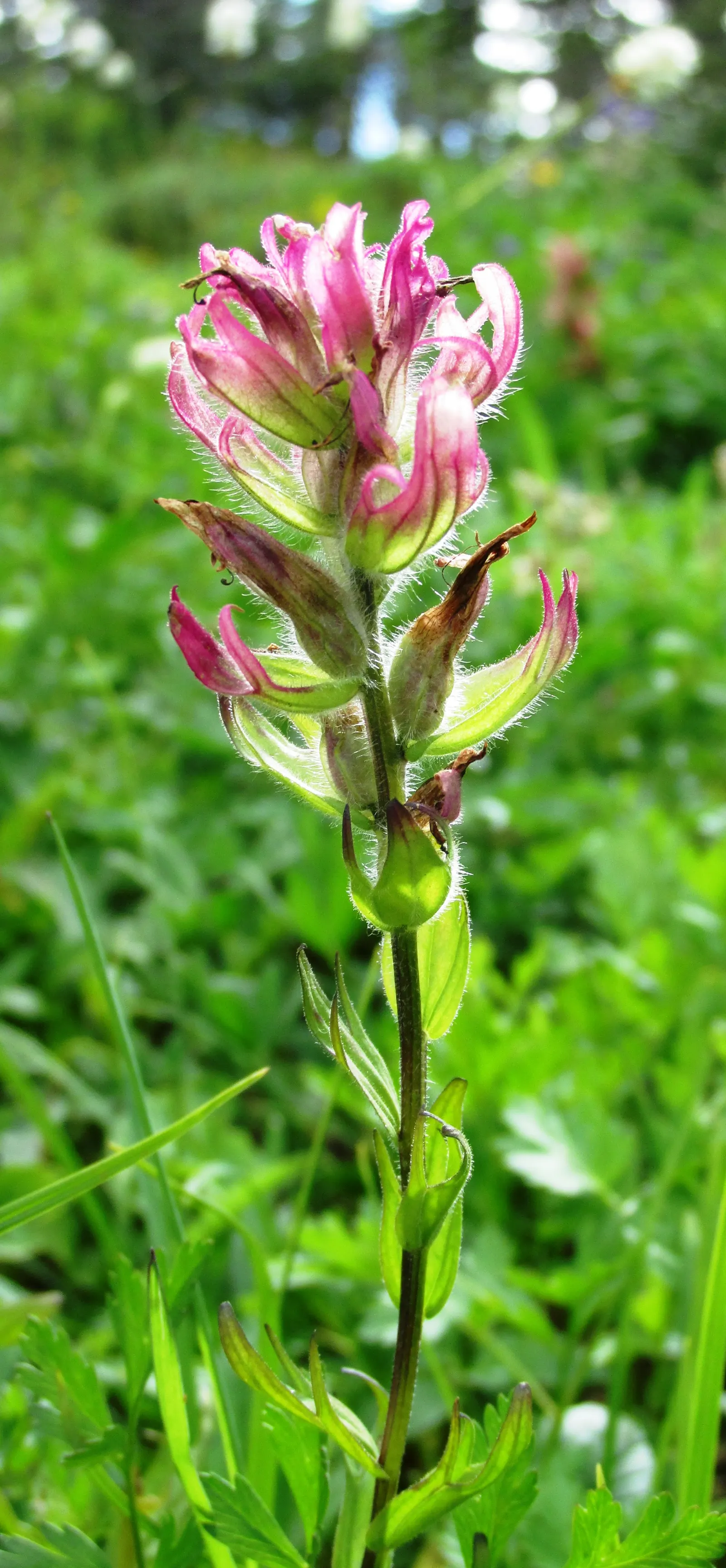 Magenta Paintbrush (Castilleja Parviflora) — This plant typically flourishes at elevations between 2,500 and 10,000 feet; which are often mistaken, image 74