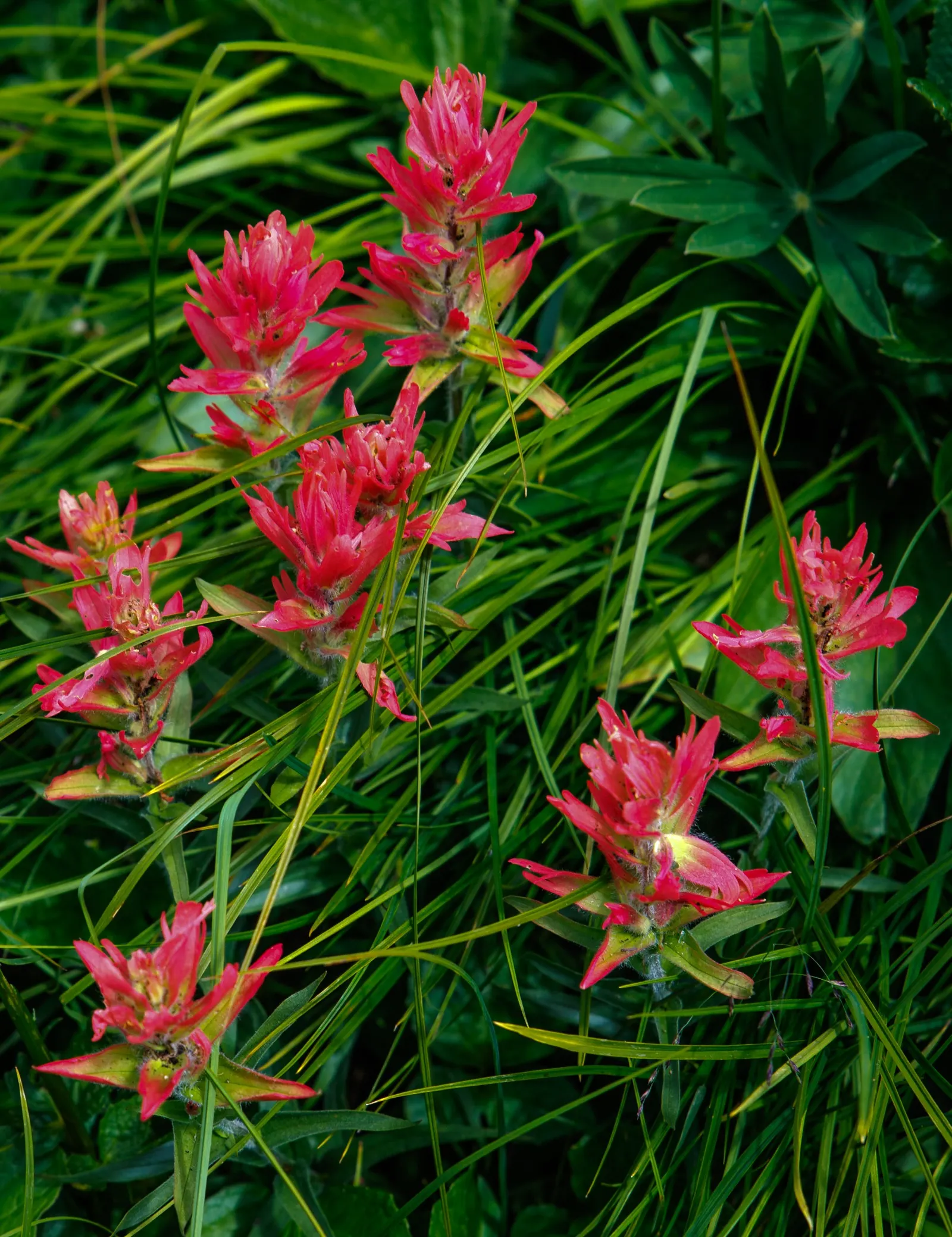Magenta Paintbrush (Castilleja Parviflora) — This plant typically flourishes at elevations between 2,500 and 10,000 feet
