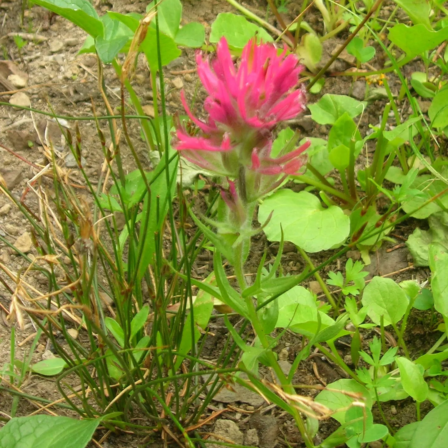 Magenta Paintbrush (Castilleja Parviflora) — It is hardy and adds a burst of color to rock gardens and alpine settings in USDA zones 4-8