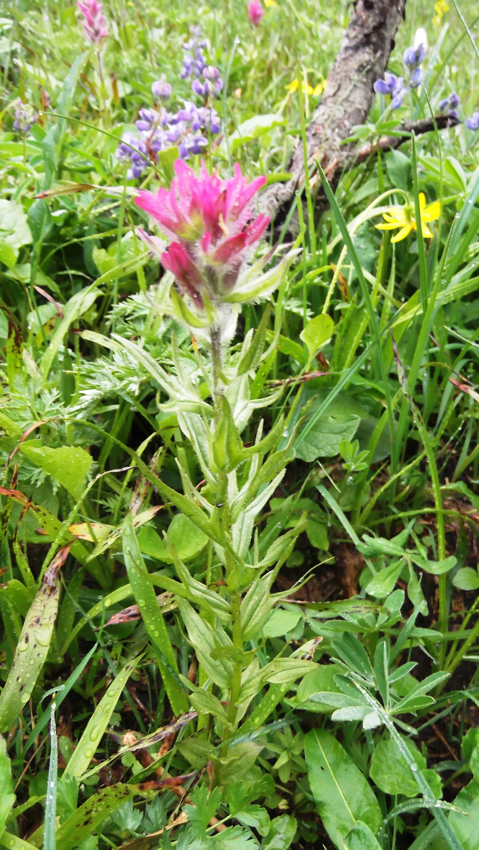 Magenta Paintbrush (Castilleja Parviflora) — particularly suited for alpine gardens or rock gardens with well-draining soil; thriving in, image 51