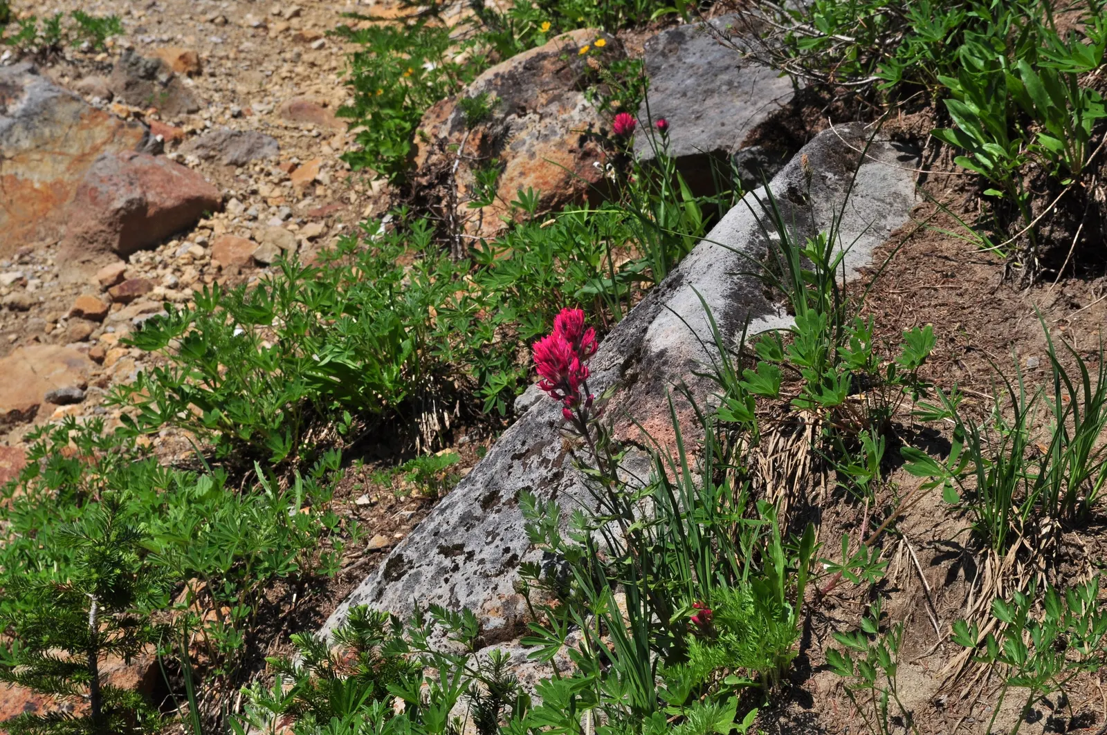 Magenta Paintbrush (Castilleja Parviflora) — It is hardy and adds a burst of color to rock gardens and alpine settings in USDA zones 4-8; this, image 70