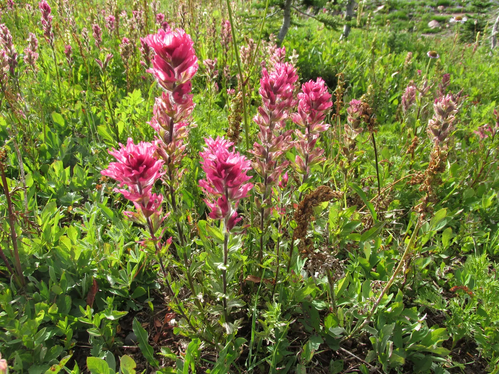 Magenta Paintbrush (Castilleja Parviflora) — It is hardy and adds a burst of color to rock gardens and alpine settings in USDA zones 4-8; this, image 48