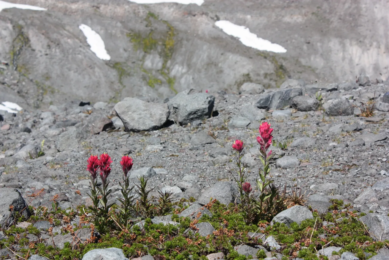 Magenta Paintbrush (Castilleja Parviflora) — this species reaches a modest height of about 8 to 20 inches; perennial for full