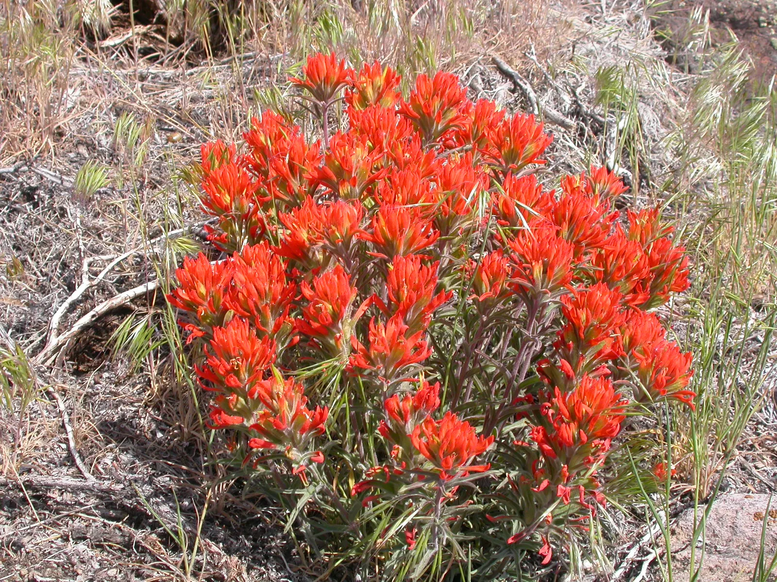 Magenta Paintbrush (Castilleja Parviflora) — It is hardy and adds a burst of color to rock gardens and alpine settings in USDA zones 4-8; this native