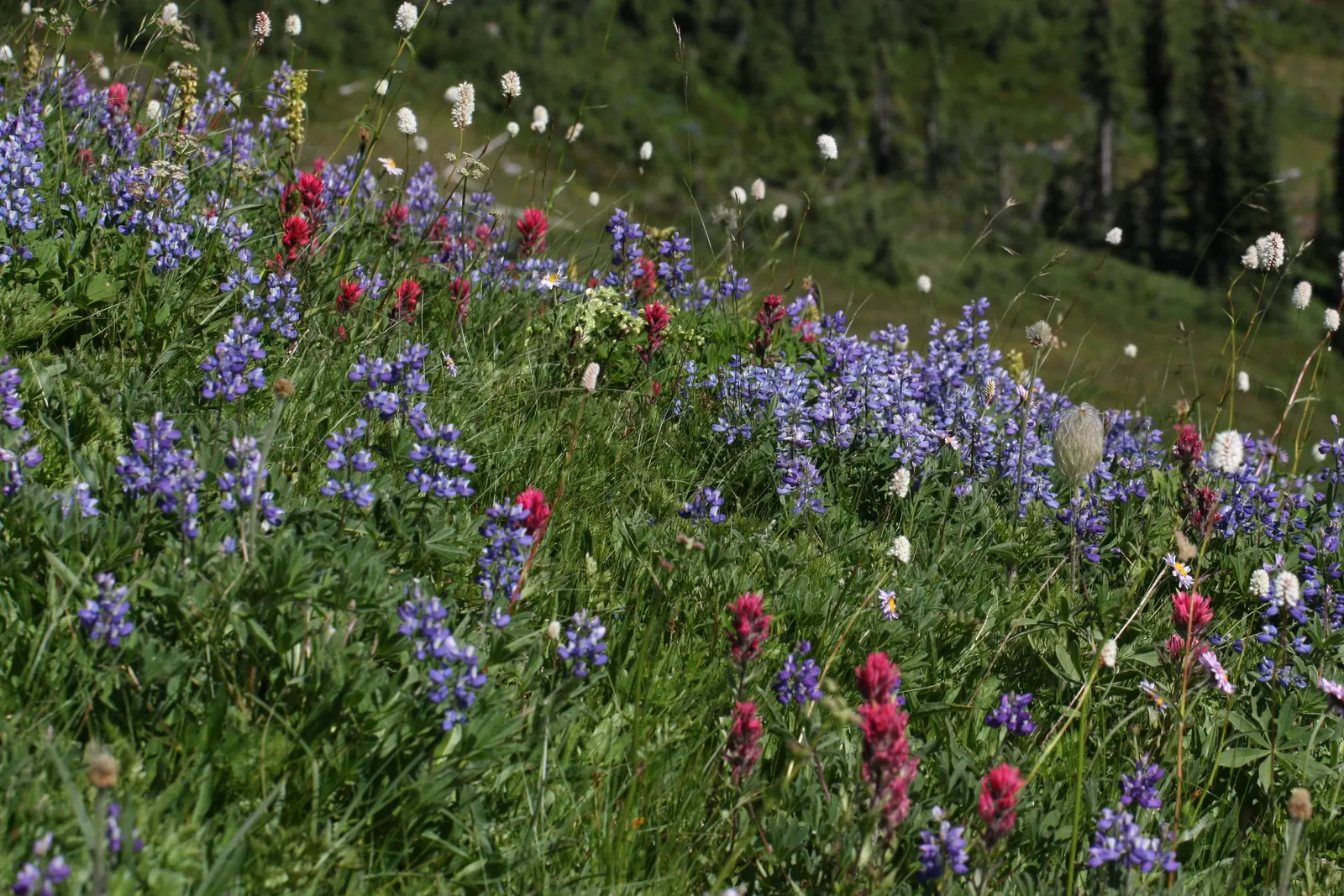 Magenta Paintbrush (Castilleja Parviflora) — perennial for full; making it a low-maintenance choice for gardeners seeking drought-tolerant options