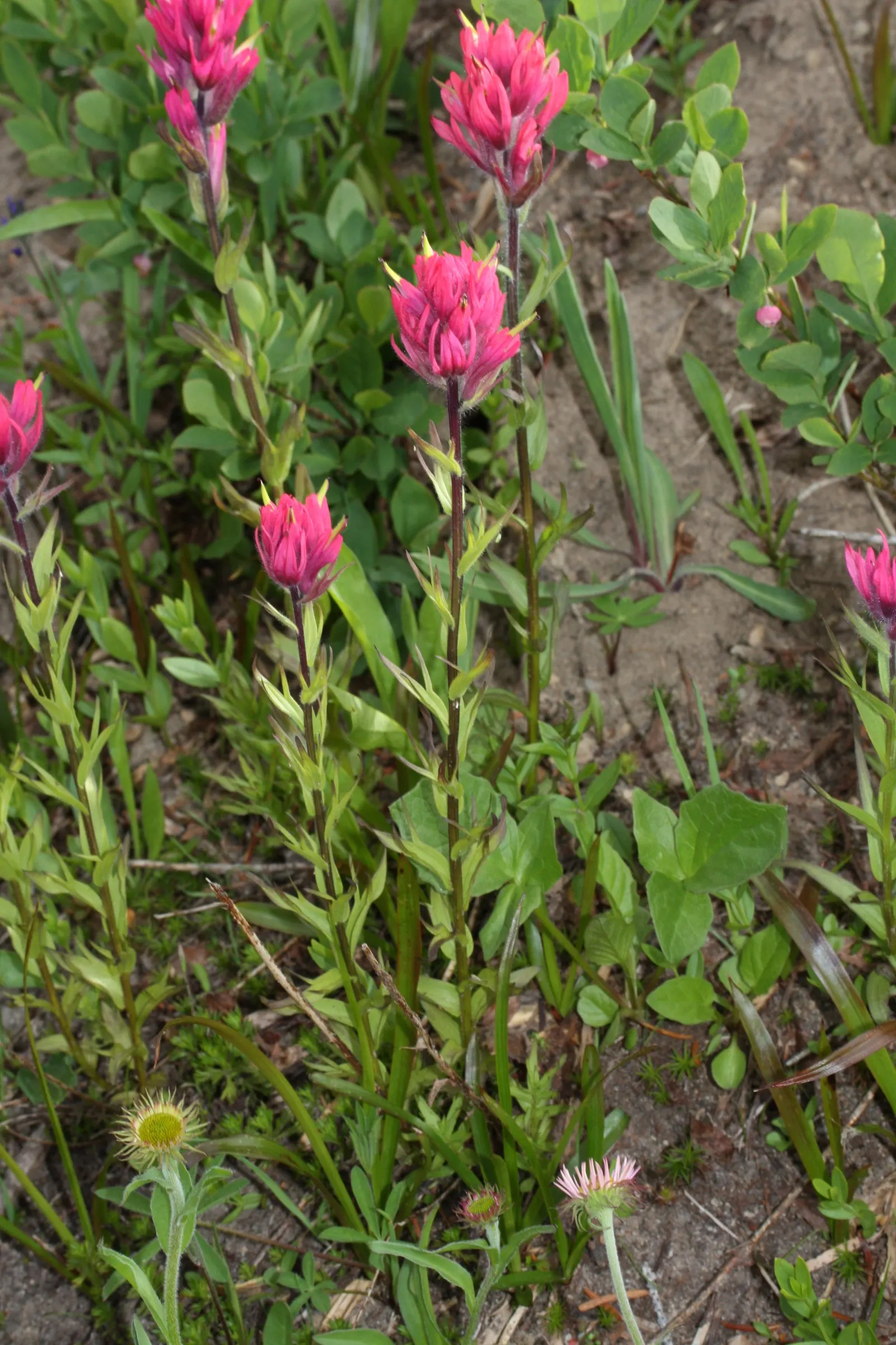 Magenta Paintbrush (Castilleja Parviflora) — It requires full sun to partial shade and prefers moist; is a perennial wildflower that brings a vibrant splash of