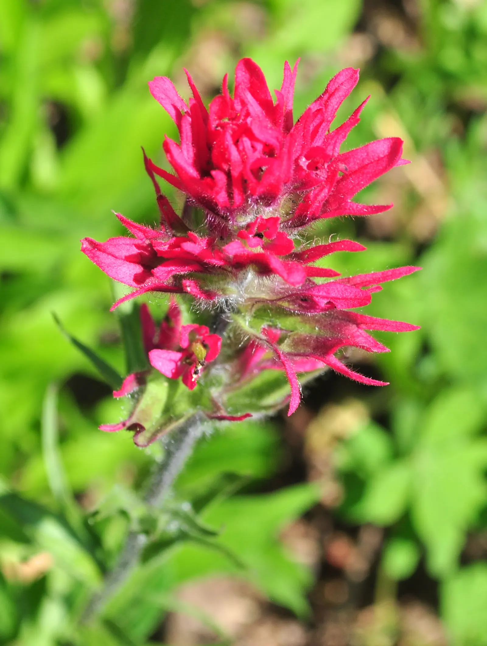 Magenta Paintbrush (Castilleja Parviflora) — The foliage is a bright green and lance-shaped, providing a lush backdrop for the vivid floral, image 78