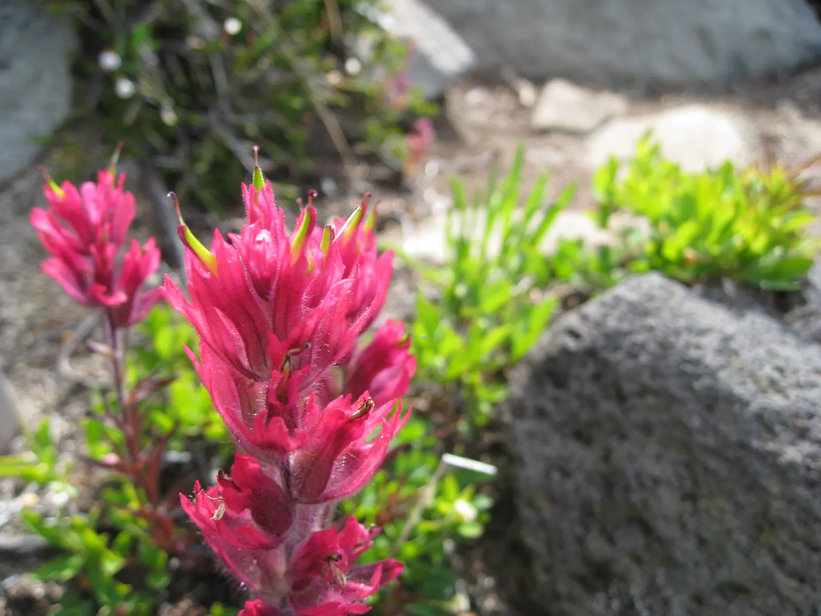 Magenta Paintbrush (Castilleja Parviflora) — is a perennial herb noted for its vibrant bracts resembling brushstrokes of magenta paint; it is hardy, image 67
