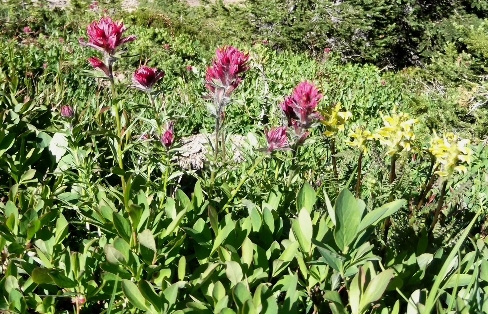 Magenta Paintbrush (Castilleja Parviflora) — thus supporting the local pollinator population; perennial with pink blooms