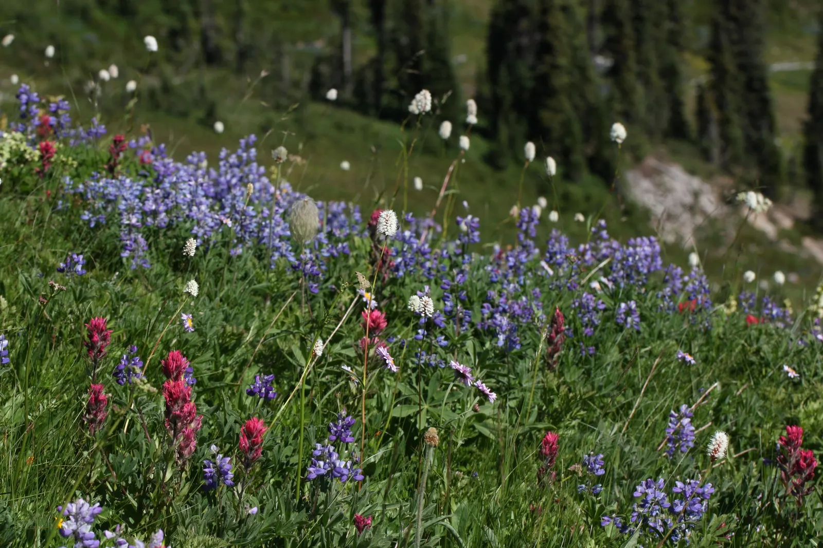 Magenta Paintbrush (Castilleja Parviflora) — this species reaches a modest height of about 8 to 20 inches; perennial for full, image 57