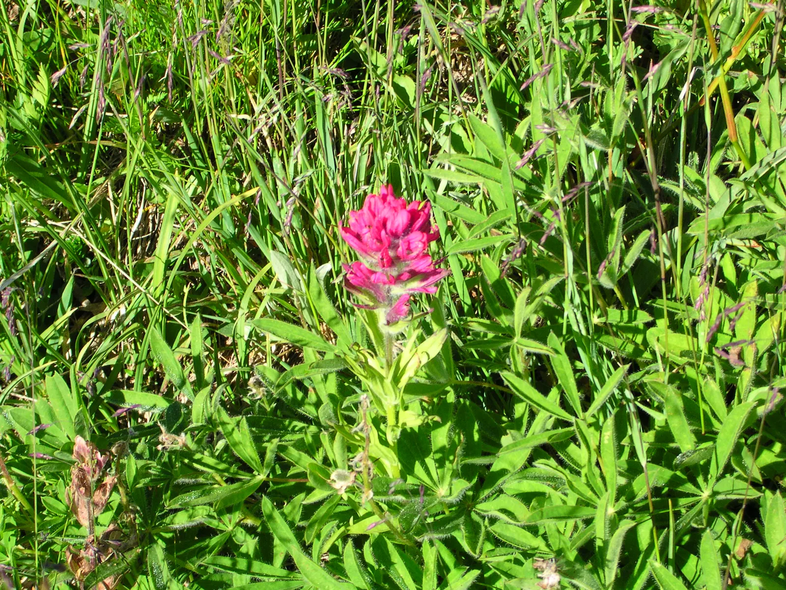 Magenta Paintbrush (Castilleja Parviflora) — with a similar spread.<br><br>The Magenta Paintbrush blooms from late spring to early summer