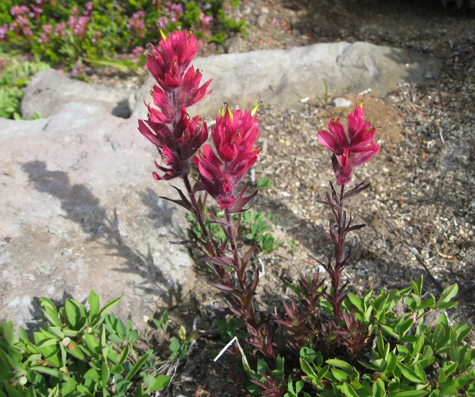 Magenta Paintbrush (Castilleja Parviflora) — the actual flowers of the Magenta Paintbrush are small and greenish; is a perennial herb noted for its vibrant