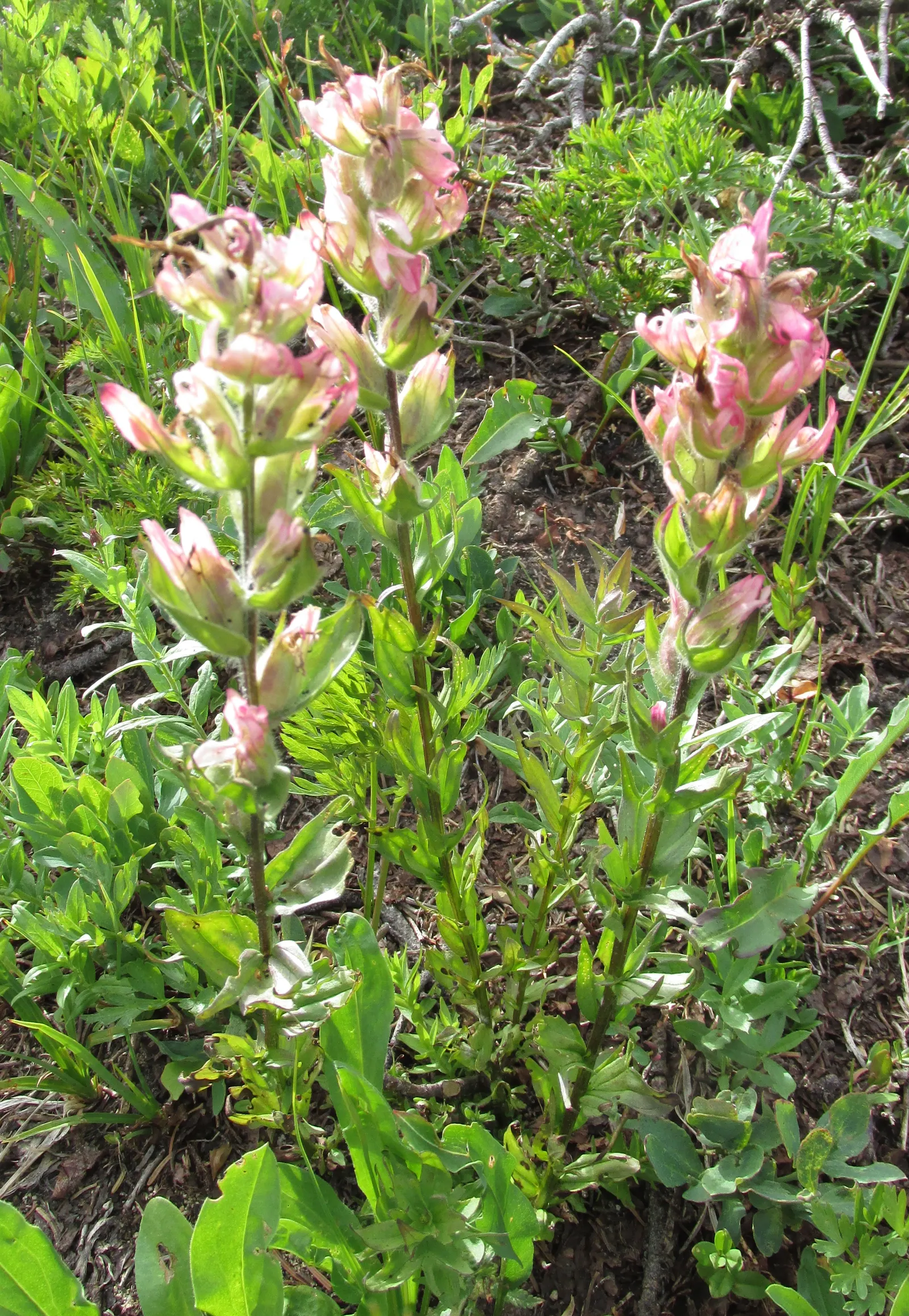 Magenta Paintbrush (Castilleja Parviflora) — perennial for full; making it a low-maintenance choice for gardeners seeking drought-tolerant options, image 66