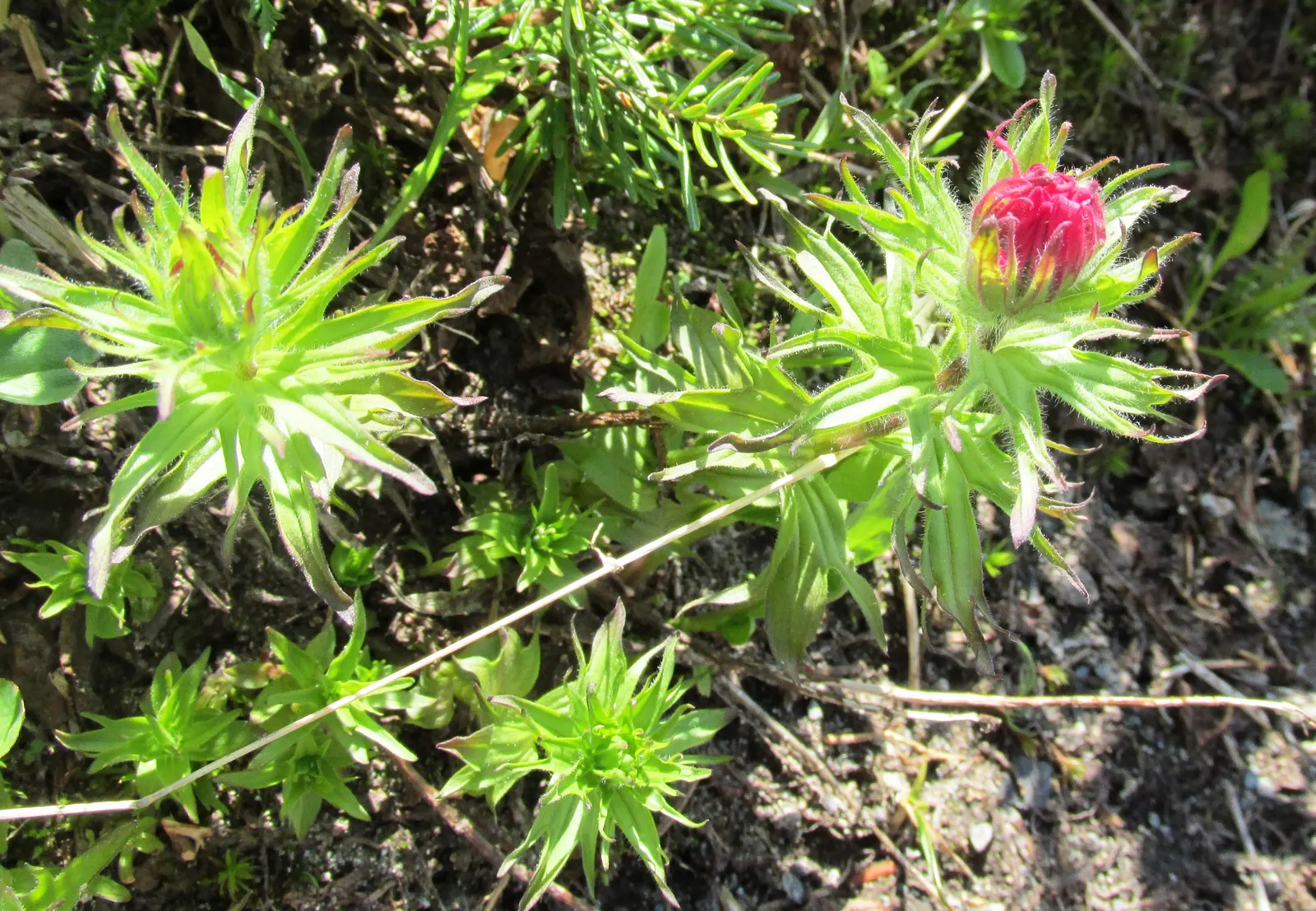 Magenta Paintbrush (Castilleja Parviflora) — making it a low-maintenance choice for gardeners seeking drought-tolerant options; pink flowers in the, image 63