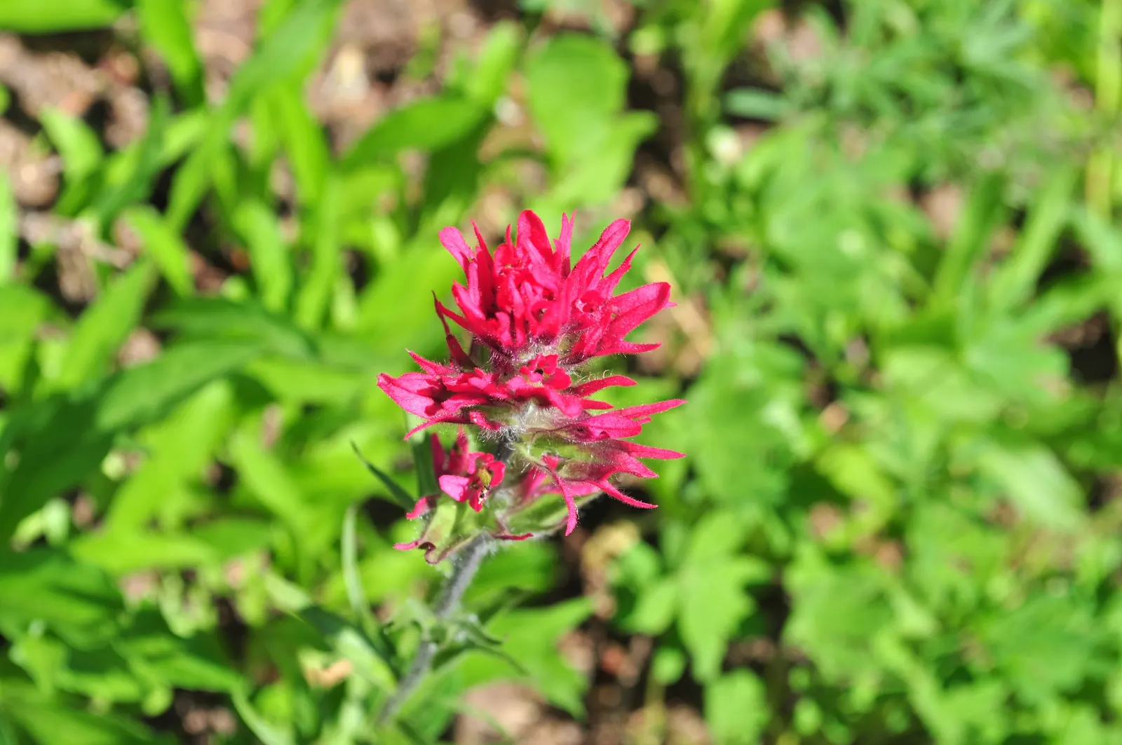 Magenta Paintbrush (Castilleja Parviflora) — This plant typically flourishes at elevations between 2,500 and 10,000 feet; which are often mistaken for petals