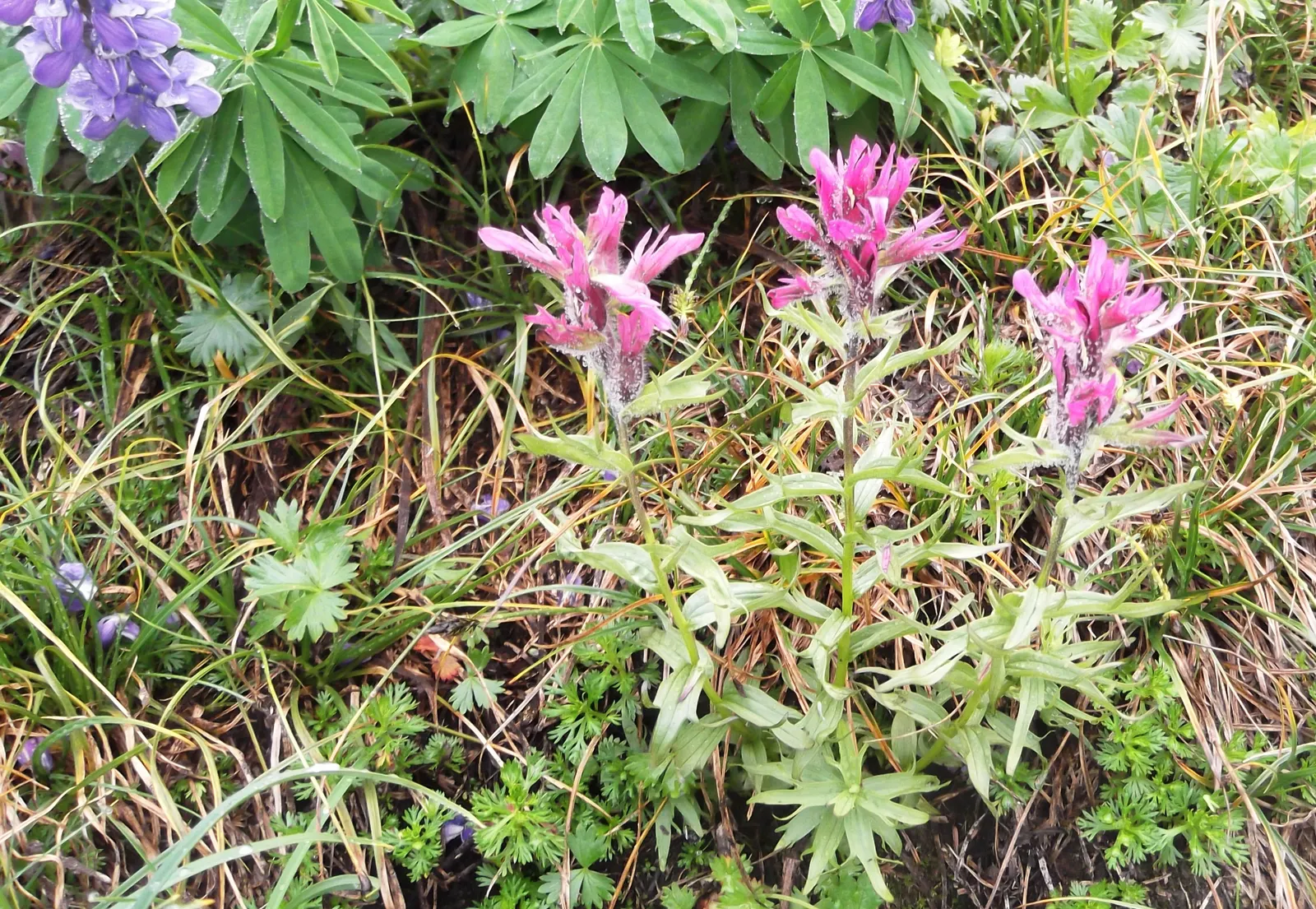 Magenta Paintbrush (Castilleja Parviflora) — offering a nectar source for hummingbirds; with a similar spread.<br><br>The Magenta Paintbrush blooms, image 59
