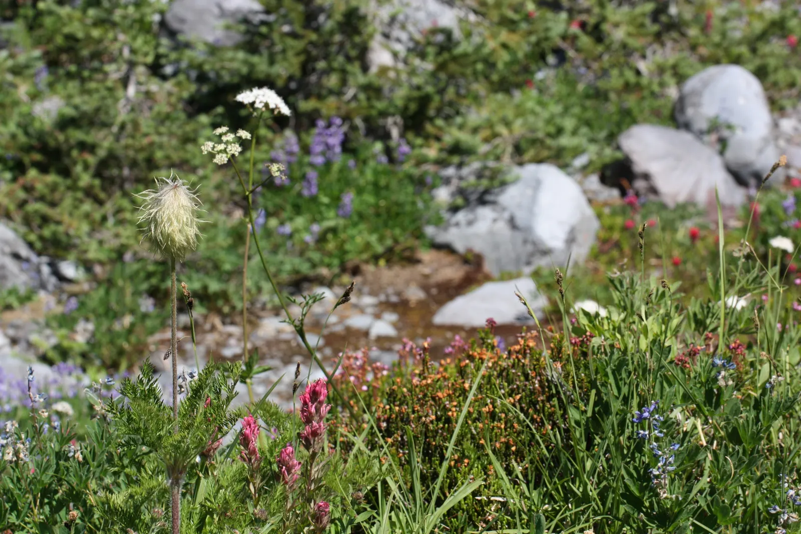 Magenta Paintbrush (Castilleja Parviflora) — nestled within the colorful bracts