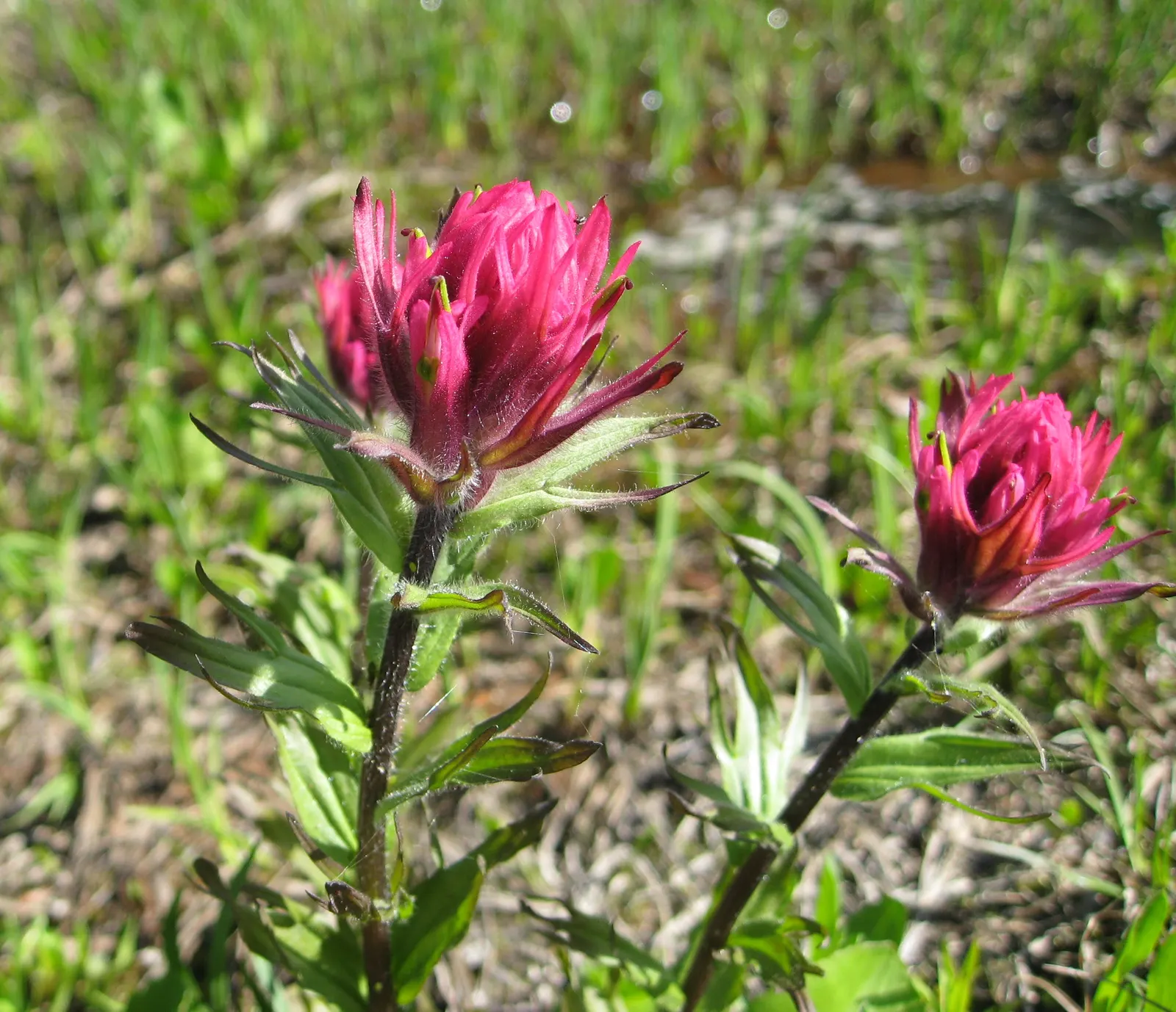 Magenta Paintbrush (Castilleja Parviflora) — Thriving in well-drained, sandy soils, it reaches 8 to 20 inches in height