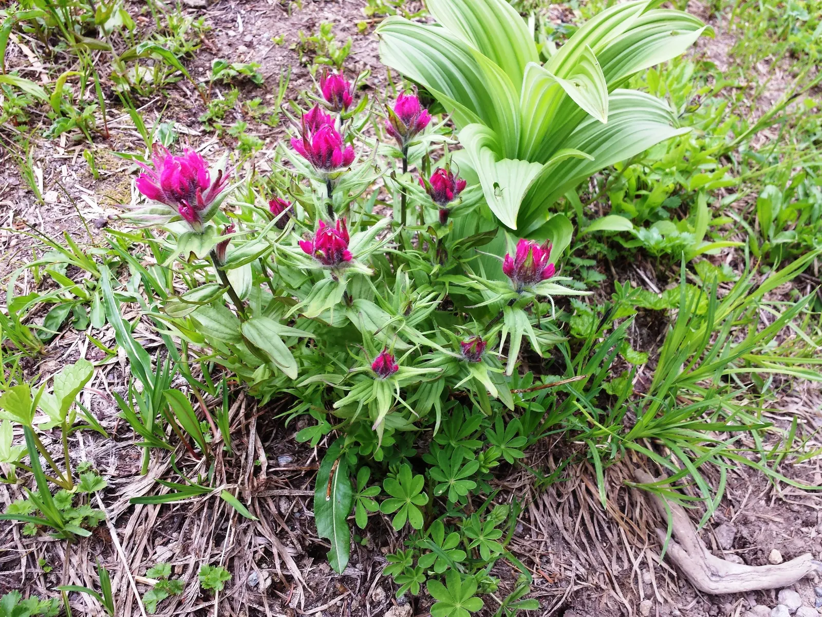 Magenta Paintbrush (Castilleja Parviflora) — making it a low-maintenance choice for gardeners seeking drought-tolerant options; pink flowers in the garden
