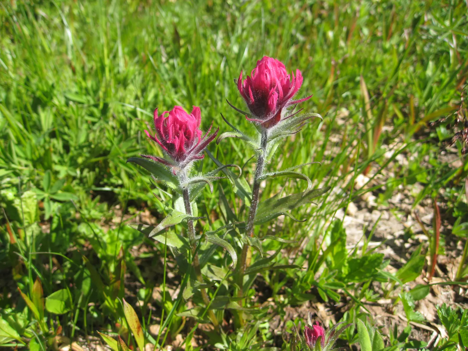 Magenta Paintbrush (Castilleja Parviflora) — pink flowers in the garden; scientifically known as Castilleja parviflora, image 64