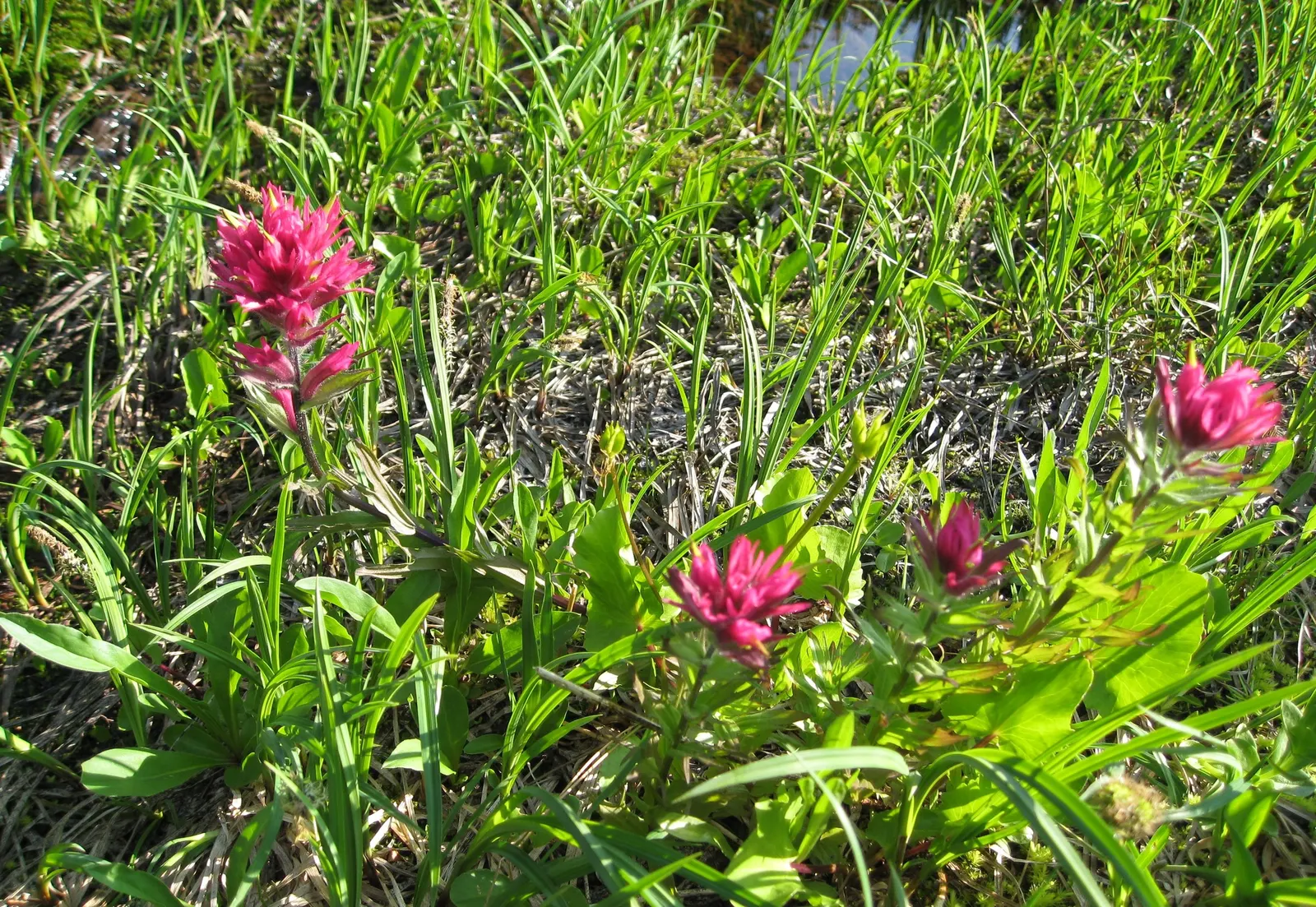 Magenta Paintbrush (Castilleja Parviflora) — is a perennial wildflower that brings a vibrant splash of color to any landscape design; it requires, image 72