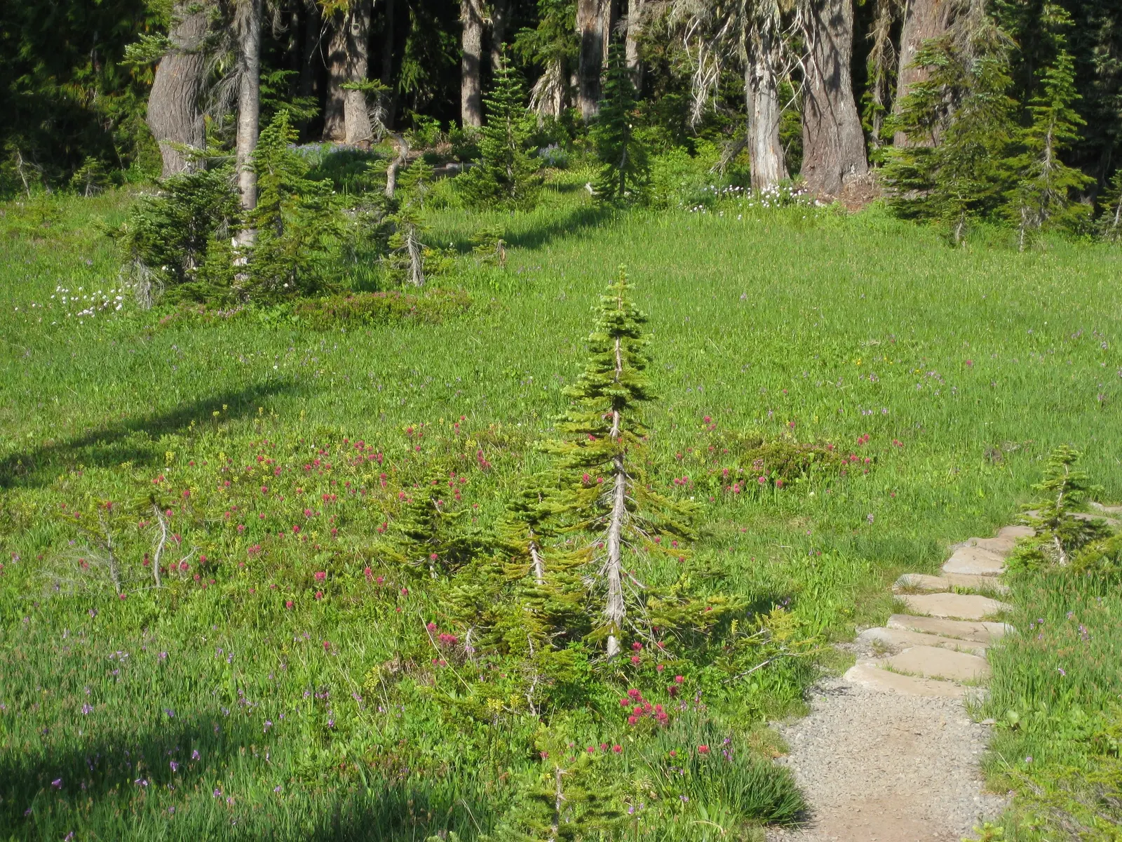 Magenta Paintbrush (Castilleja Parviflora) — particularly suited for alpine gardens or rock gardens with well-draining soil