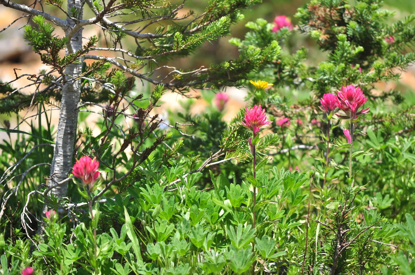 Magenta Paintbrush (Castilleja Parviflora) — thus supporting the local pollinator population