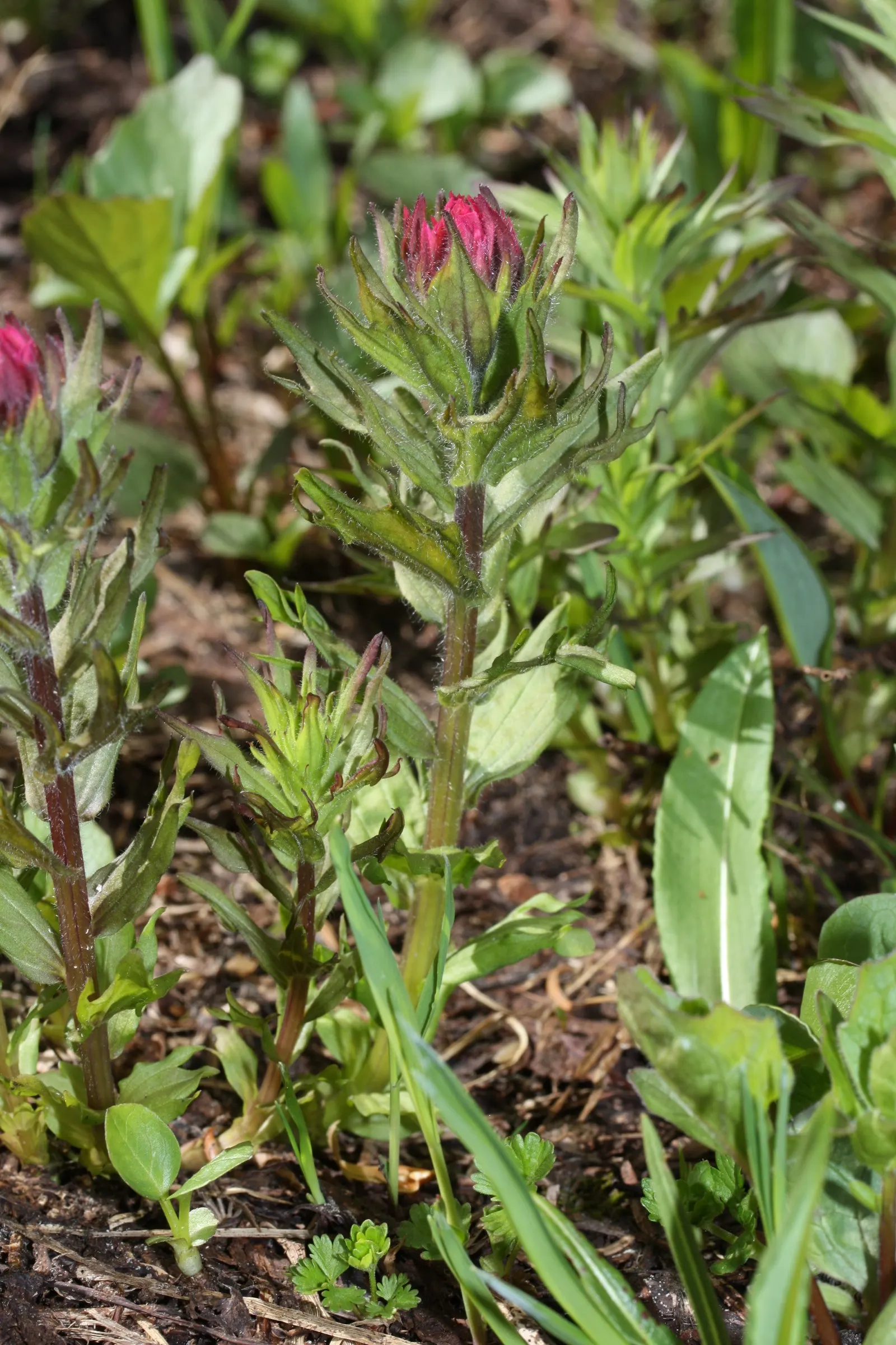 Magenta Paintbrush (Castilleja Parviflora) — which are often mistaken for petals; thus supporting the local pollinator population