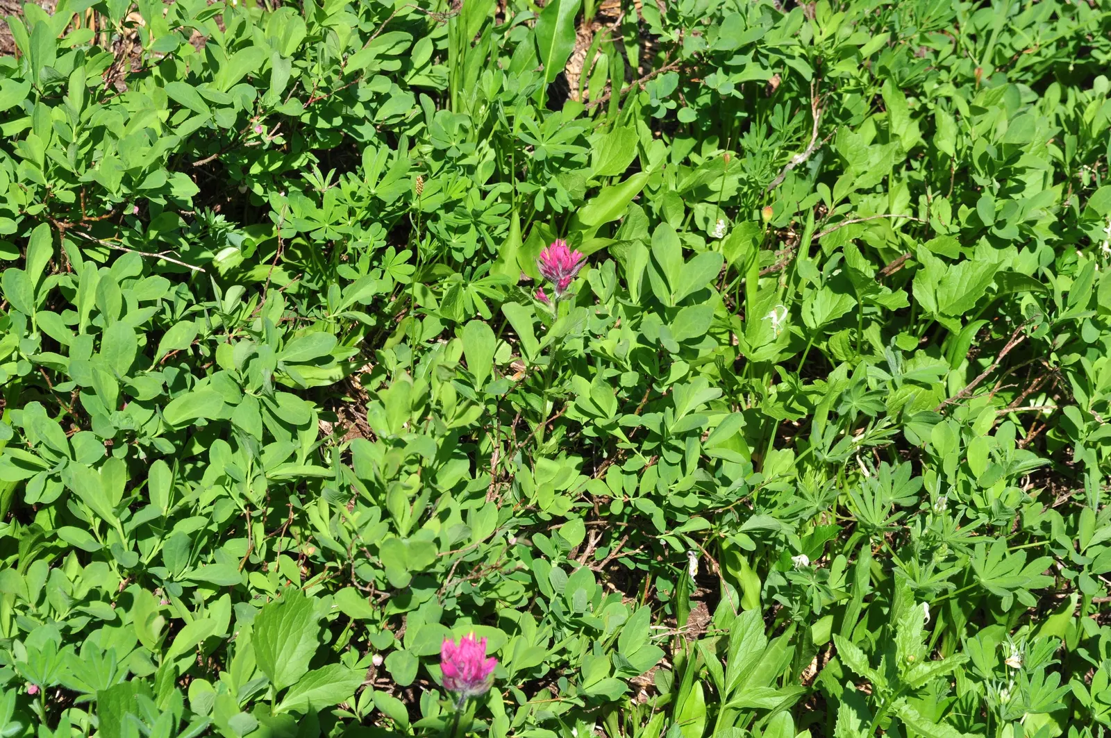 Magenta Paintbrush (Castilleja Parviflora) — scientifically known as Castilleja parviflora