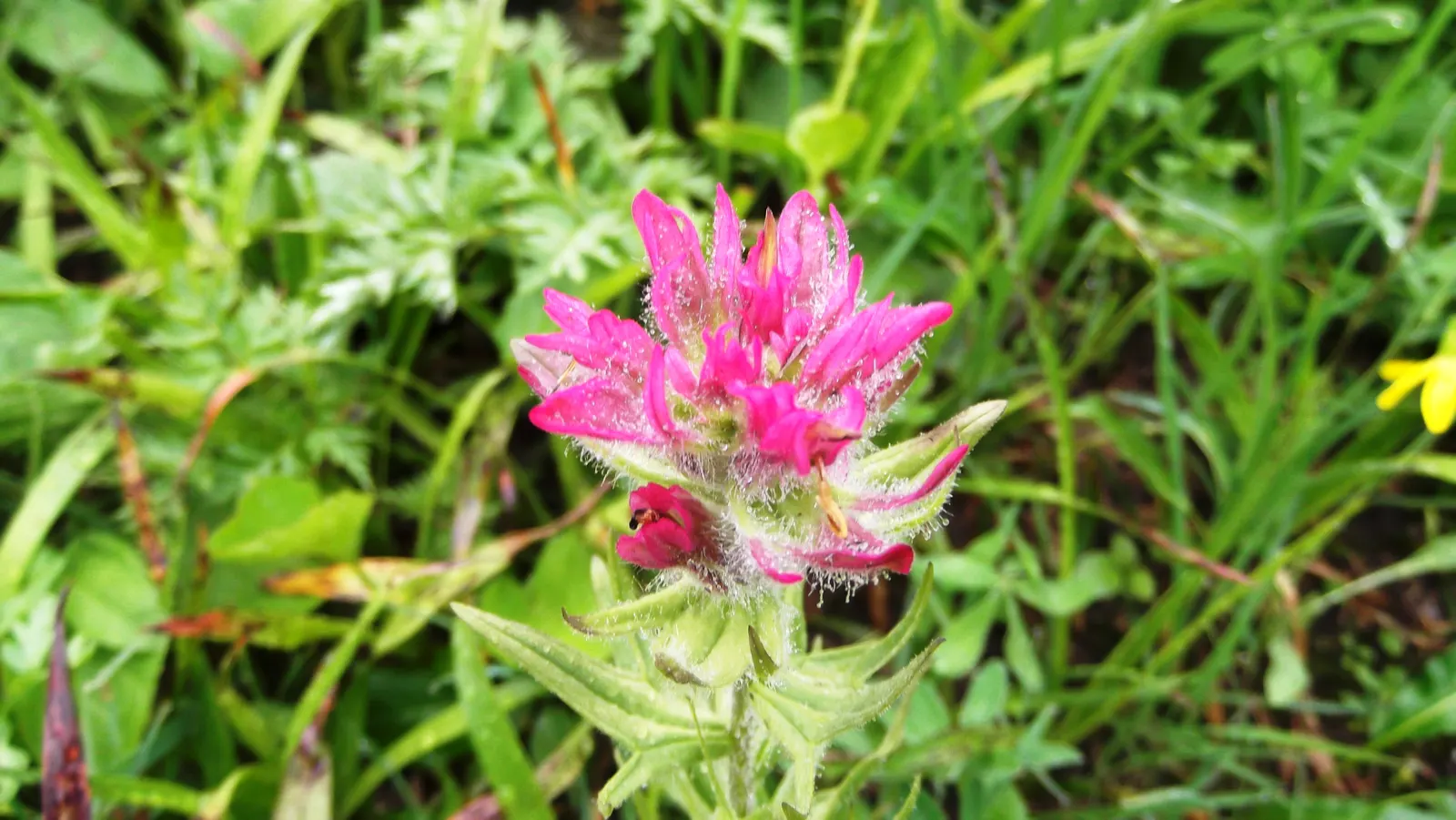 Magenta Paintbrush (Castilleja Parviflora) — pink flowers in the garden; scientifically known as Castilleja parviflora