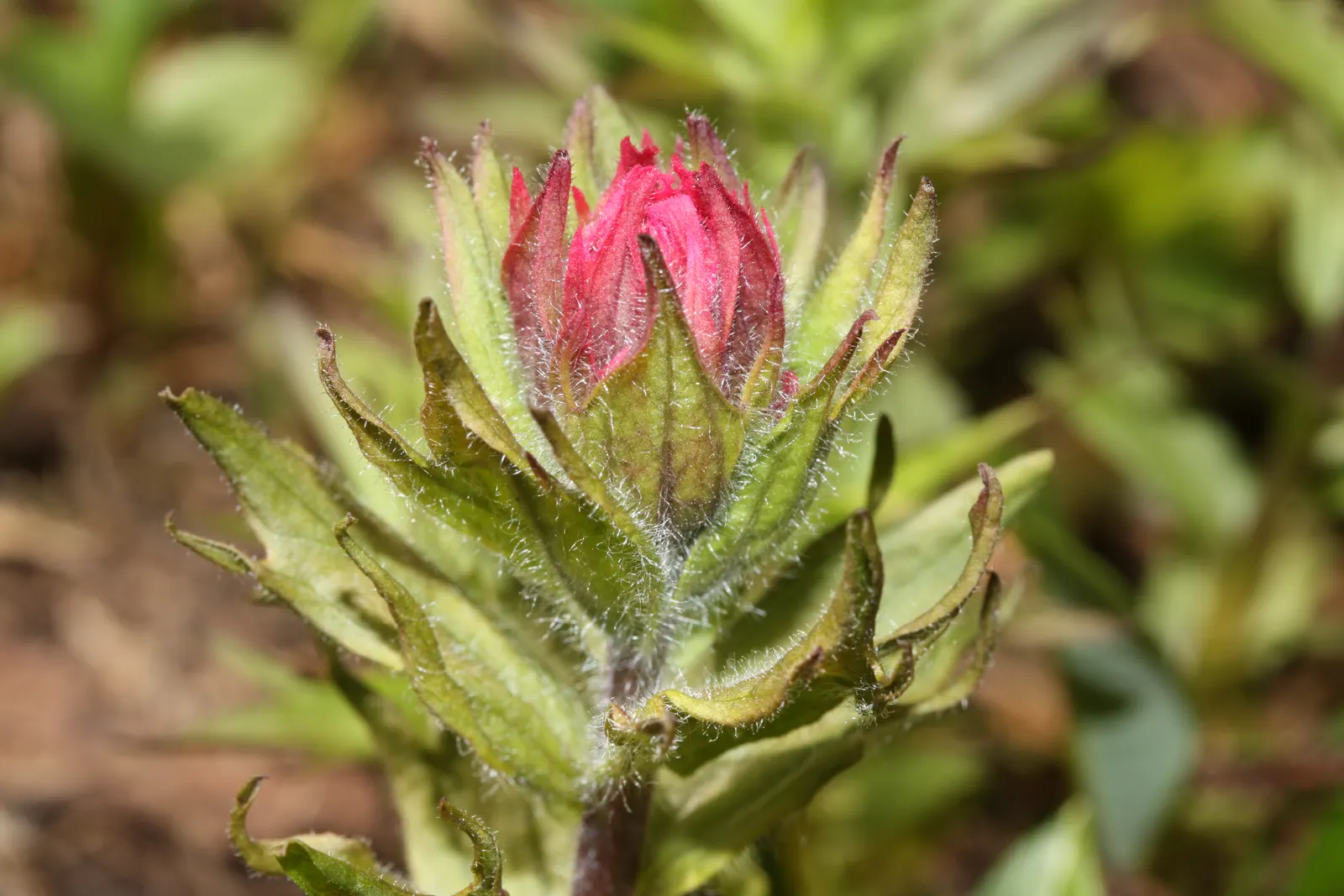 Magenta Paintbrush (Castilleja Parviflora) — making it a low-maintenance choice for gardeners seeking drought-tolerant options