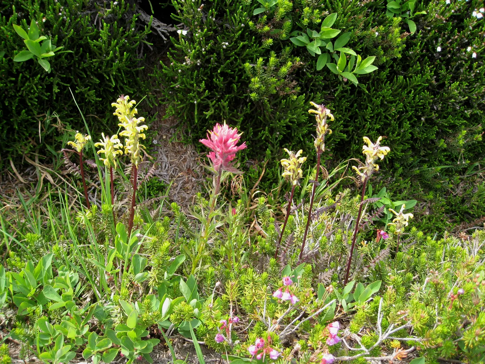 Magenta Paintbrush (Castilleja Parviflora) — scientifically known as Castilleja parviflora; the actual flowers of the Magenta Paintbrush are small, image 71