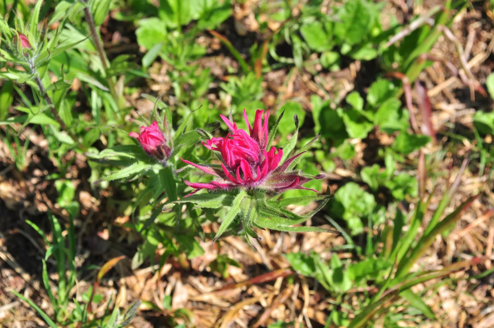 Magenta Paintbrush (Castilleja Parviflora) — is a perennial herb noted for its vibrant bracts resembling brushstrokes of magenta paint; it is hardy and adds a