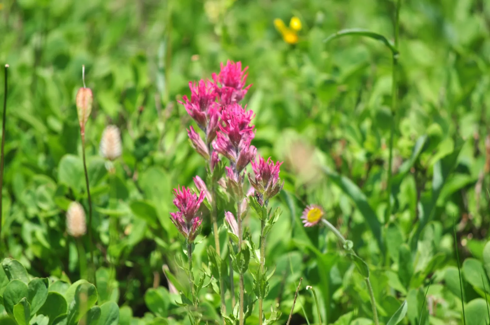 Magenta Paintbrush (Castilleja Parviflora) — The foliage is a bright green and lance-shaped, providing a lush backdrop for the vivid floral display