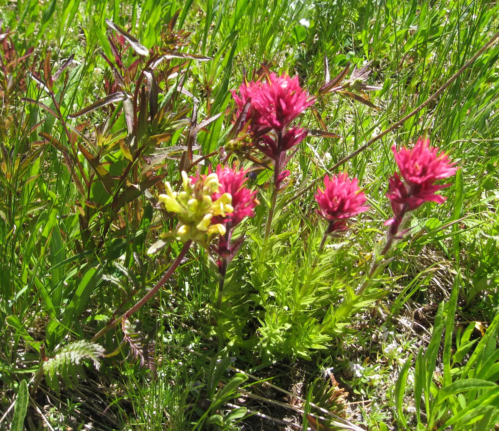 Magenta Paintbrush (Castilleja Parviflora) — which are often mistaken for petals; thus supporting the local pollinator population, image 75
