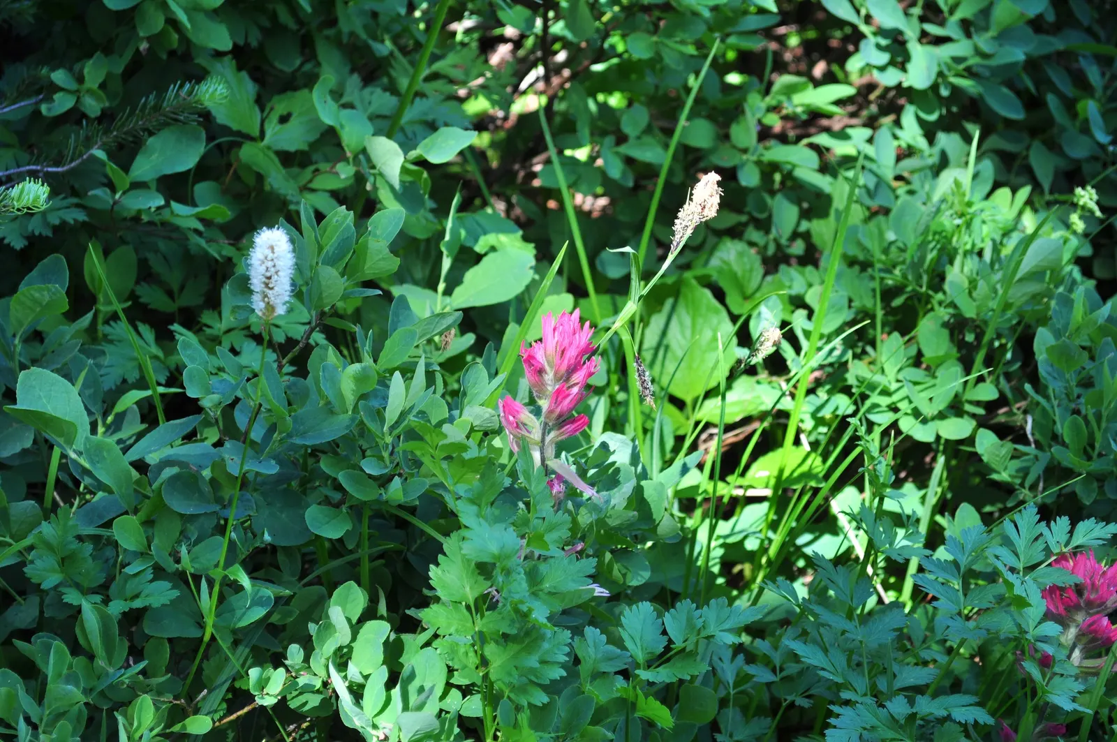 Magenta Paintbrush (Castilleja Parviflora) — is a perennial herb noted for its vibrant bracts resembling brushstrokes of magenta paint; it is hardy, image 45