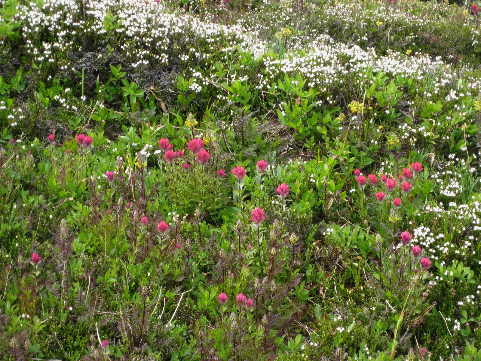 Magenta Paintbrush (Castilleja Parviflora) — with a similar spread.<br><br>The Magenta Paintbrush blooms from late spring to early summer, image 58
