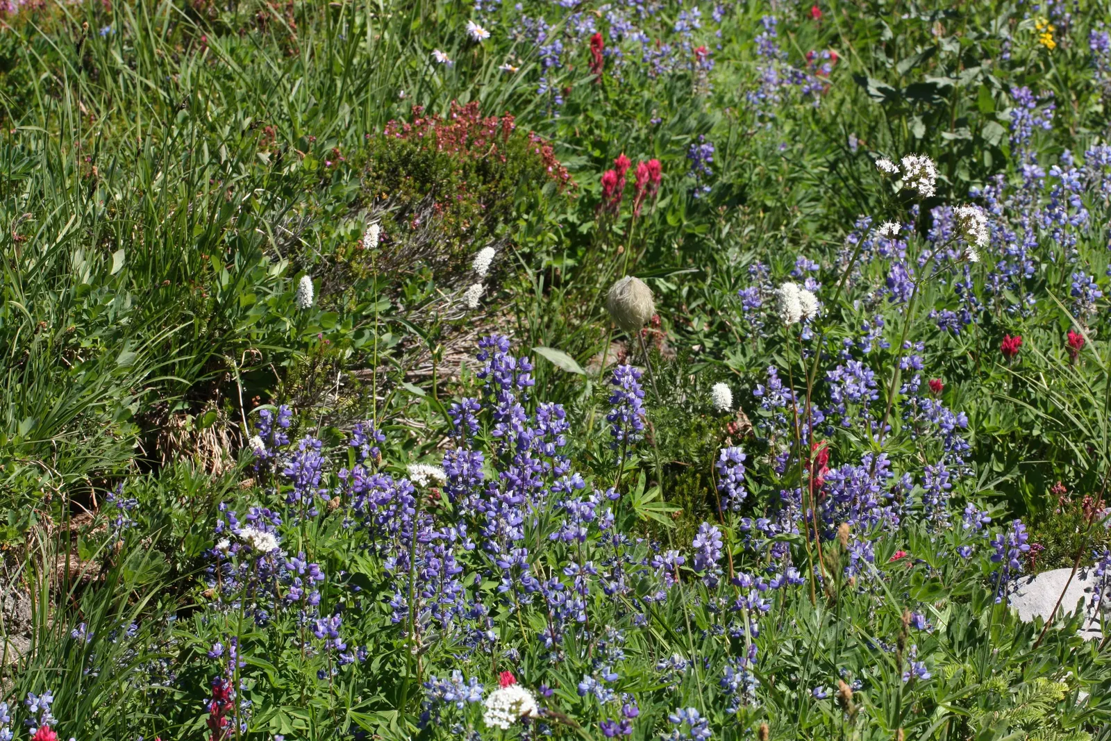 Magenta Paintbrush (Castilleja Parviflora) — Thriving in well-drained, sandy soils, it reaches 8 to 20 inches in height; nestled within the colorful bracts
