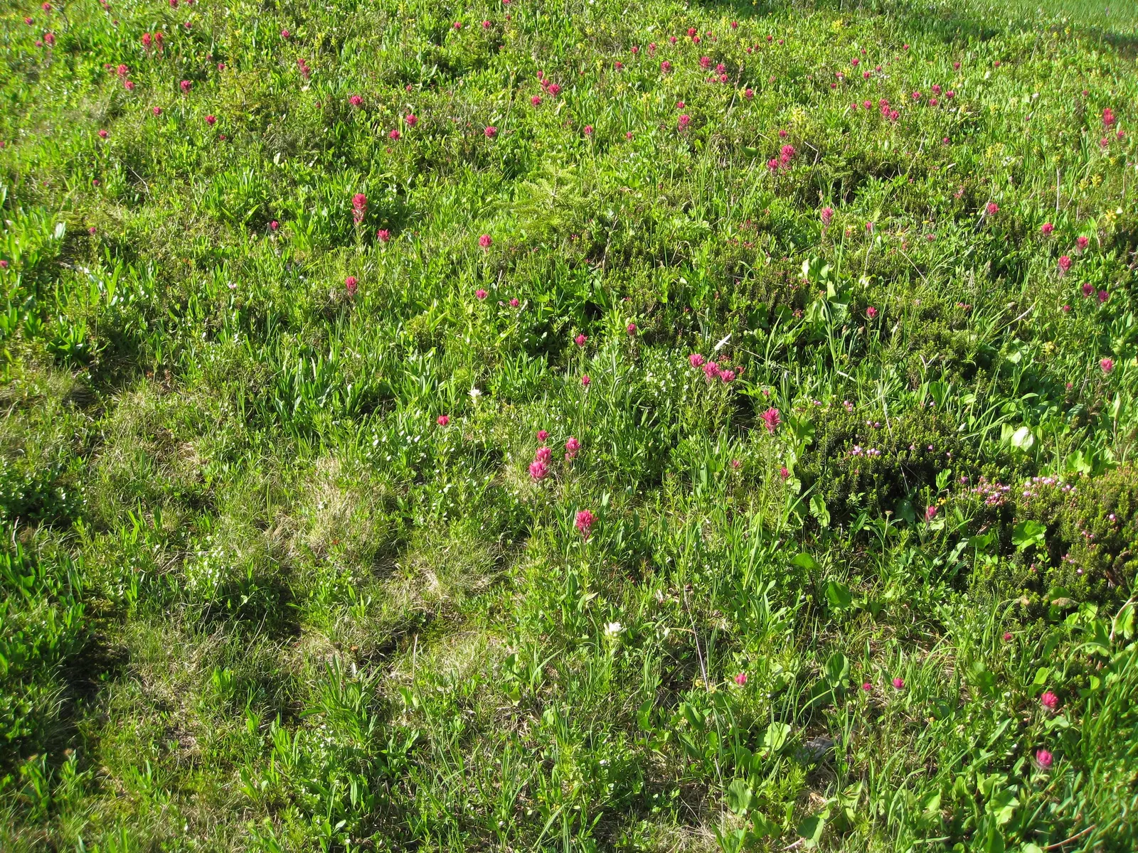 Magenta Paintbrush (Castilleja Parviflora) — nestled within the colorful bracts; this plant typically flourishes at elevations between 2,500 and, image 77