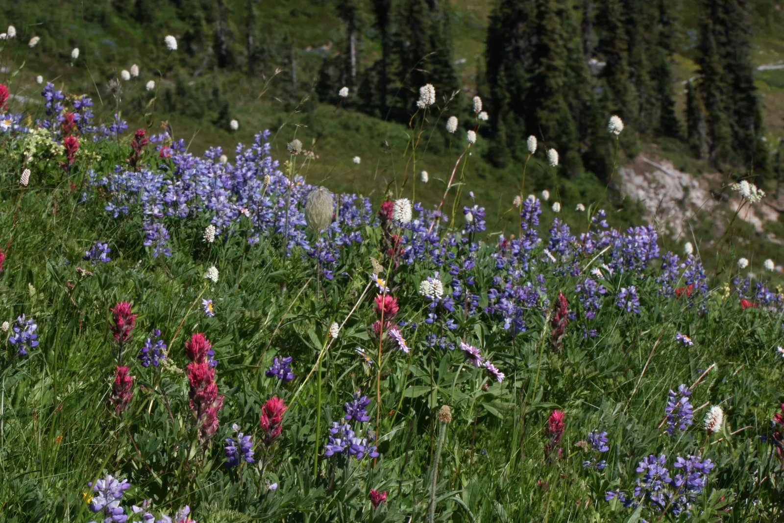Magenta Paintbrush (Castilleja Parviflora) — This plant typically flourishes at elevations between 2,500 and 10,000 feet; which are often mistaken, image 52