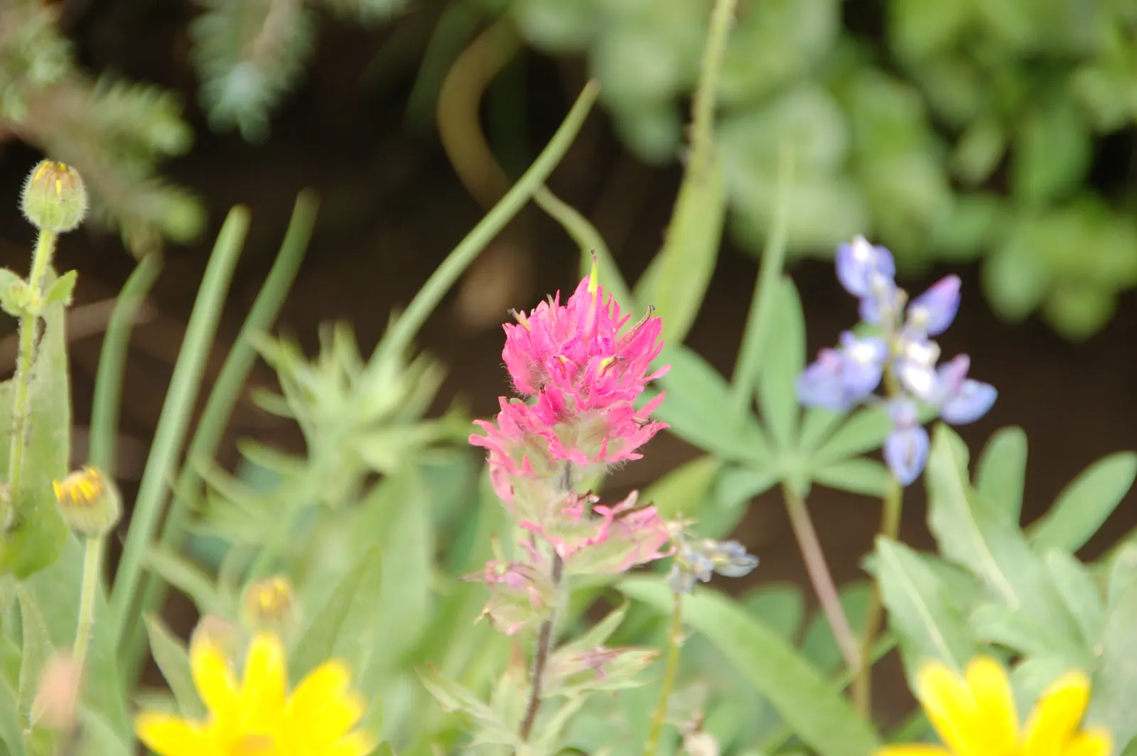 Magenta Paintbrush (Castilleja Parviflora) — scientifically known as Castilleja parviflora; the actual flowers of the Magenta Paintbrush are small, image 49