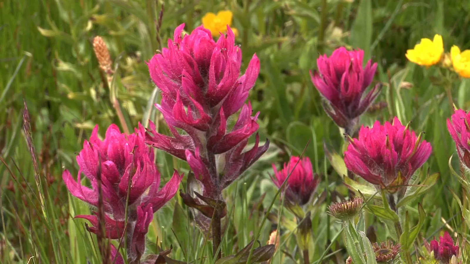 Magenta Paintbrush (Castilleja Parviflora) — nestled within the colorful bracts; this plant typically flourishes at elevations between 2,500 and 10,000 feet