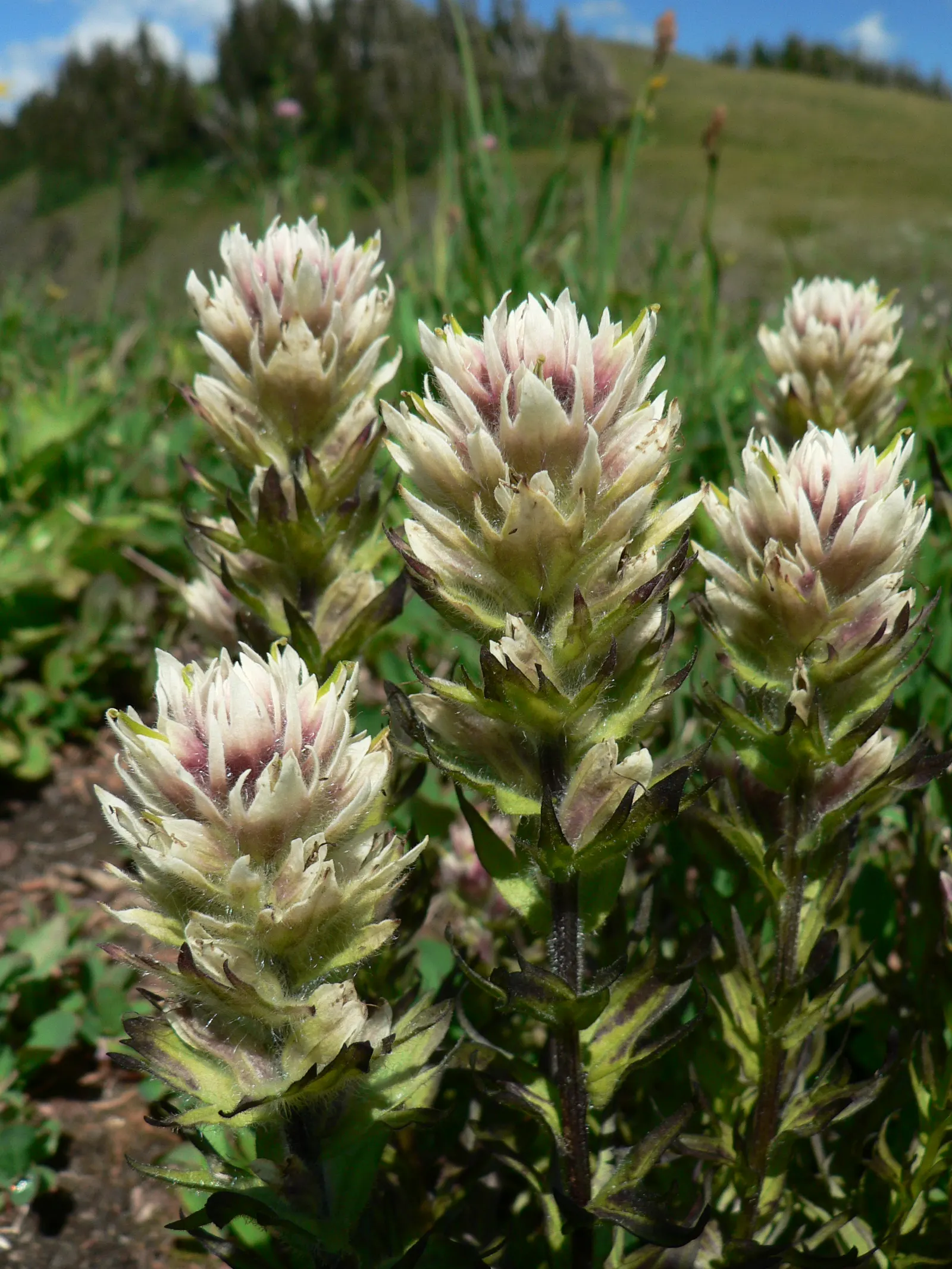 Magenta Paintbrush (Castilleja Parviflora) — Thriving in well-drained, sandy soils, it reaches 8 to 20 inches in height; nestled within the, image 46