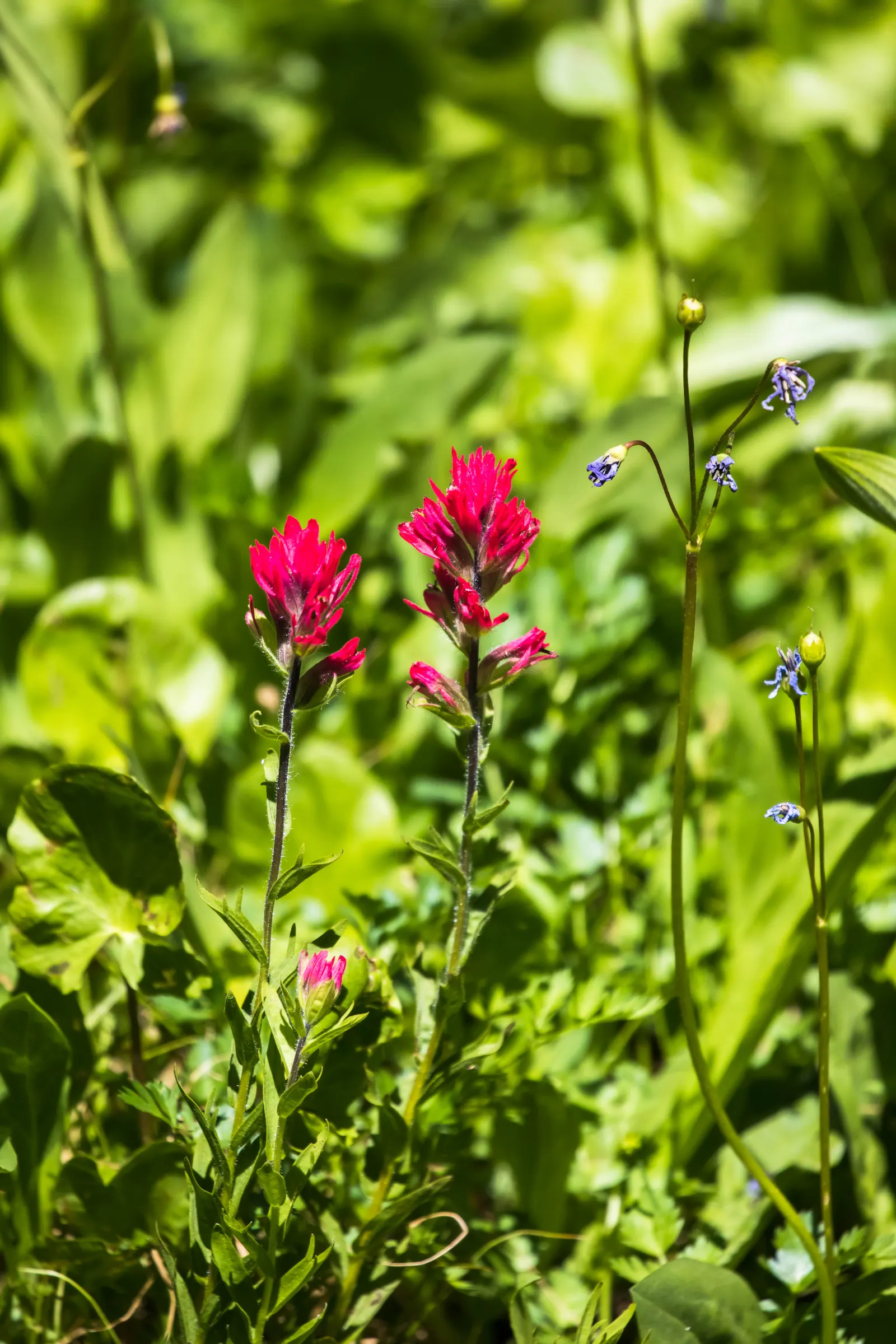 Magenta Paintbrush (Castilleja Parviflora) — consider its need for minimal water once established; this species reaches a modest height of about 8, image 62