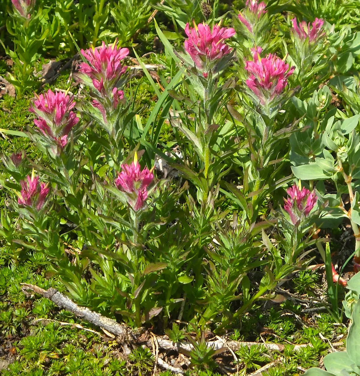 Magenta Paintbrush (Castilleja Parviflora) — consider its need for minimal water once established