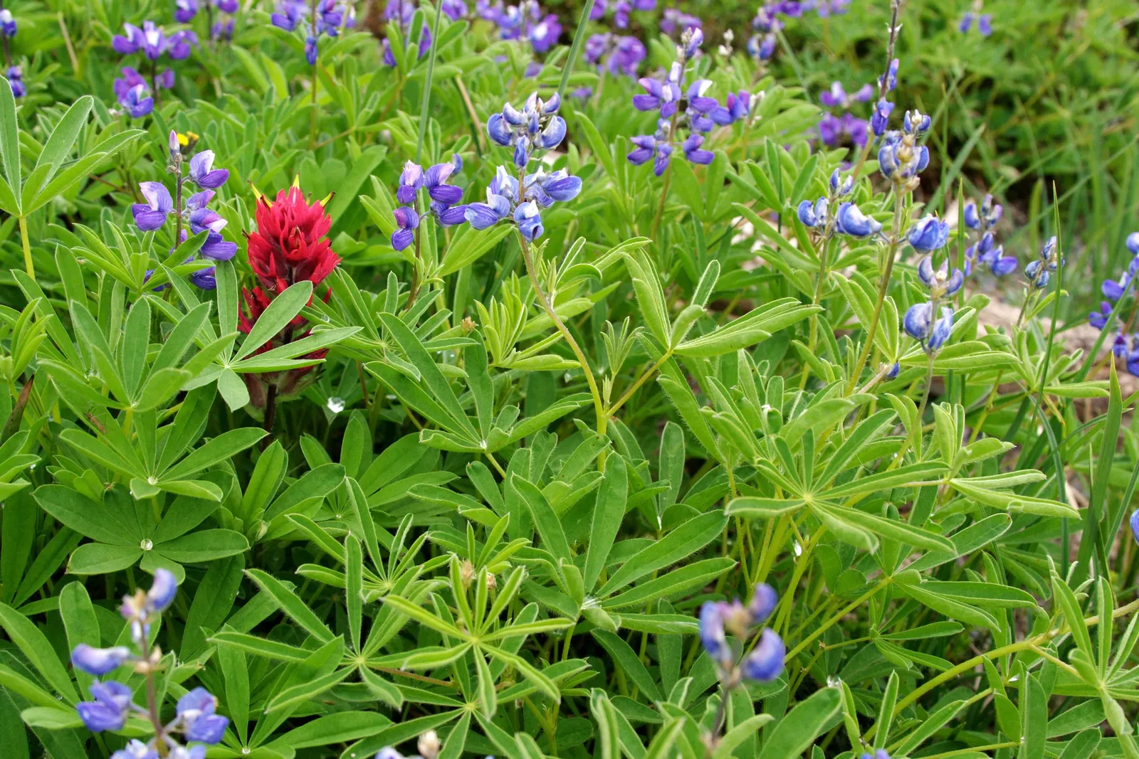 Magenta Paintbrush (Castilleja Parviflora) — Thriving in well-drained, sandy soils, it reaches 8 to 20 inches in height; nestled within the, image 68