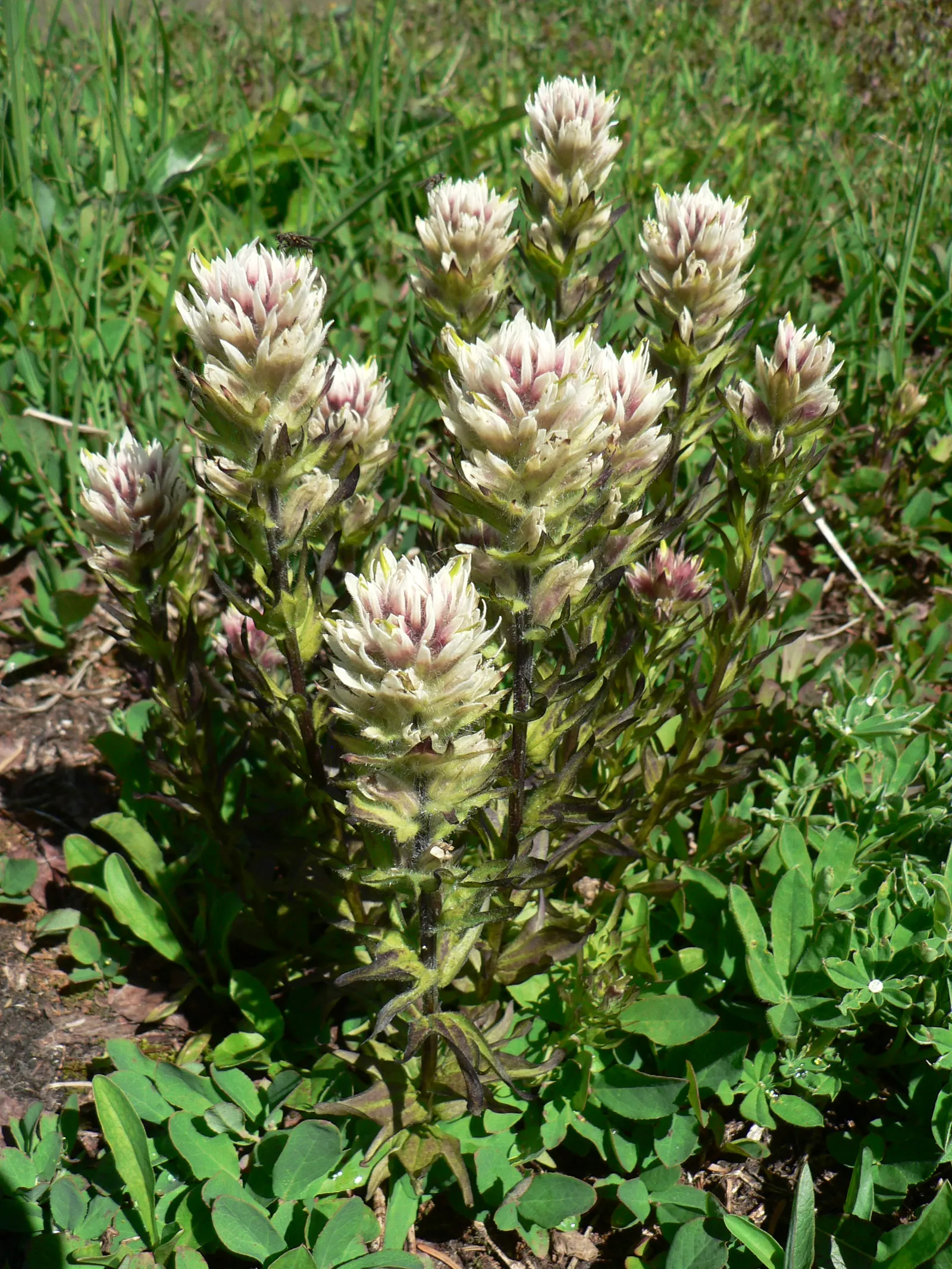 Magenta Paintbrush (Castilleja Parviflora) — which are often mistaken for petals; thus supporting the local pollinator population, image 53