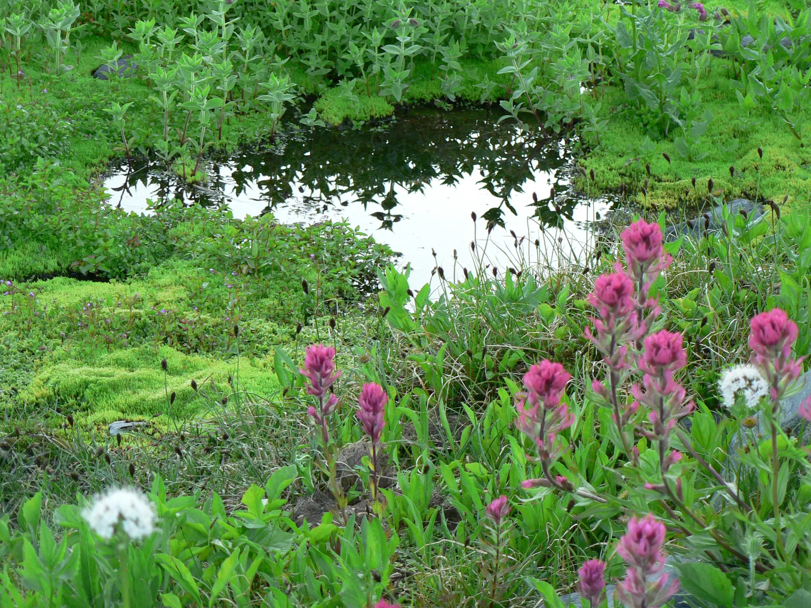 Magenta Paintbrush (Castilleja Parviflora) — scientifically known as Castilleja parviflora; the actual flowers of the Magenta Paintbrush are small and greenish