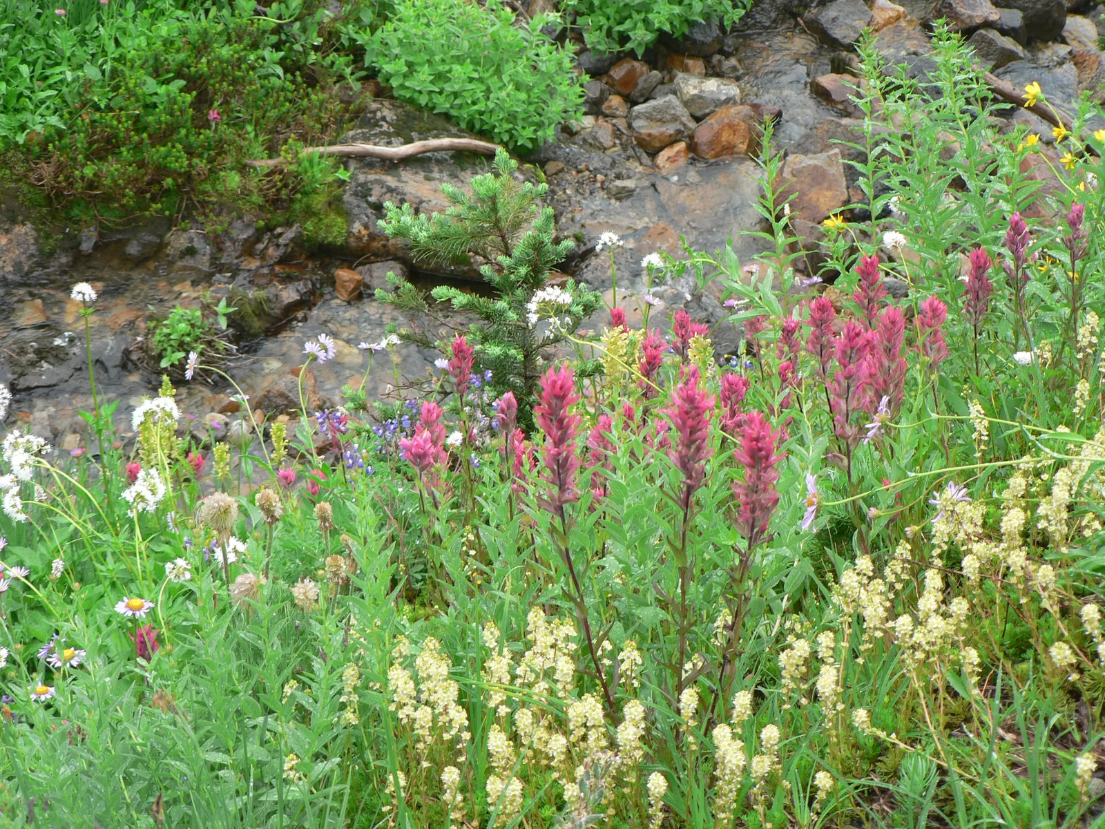 Magenta Paintbrush (Castilleja Parviflora) — particularly suited for alpine gardens or rock gardens with well-draining soil; thriving in well-drained, sandy